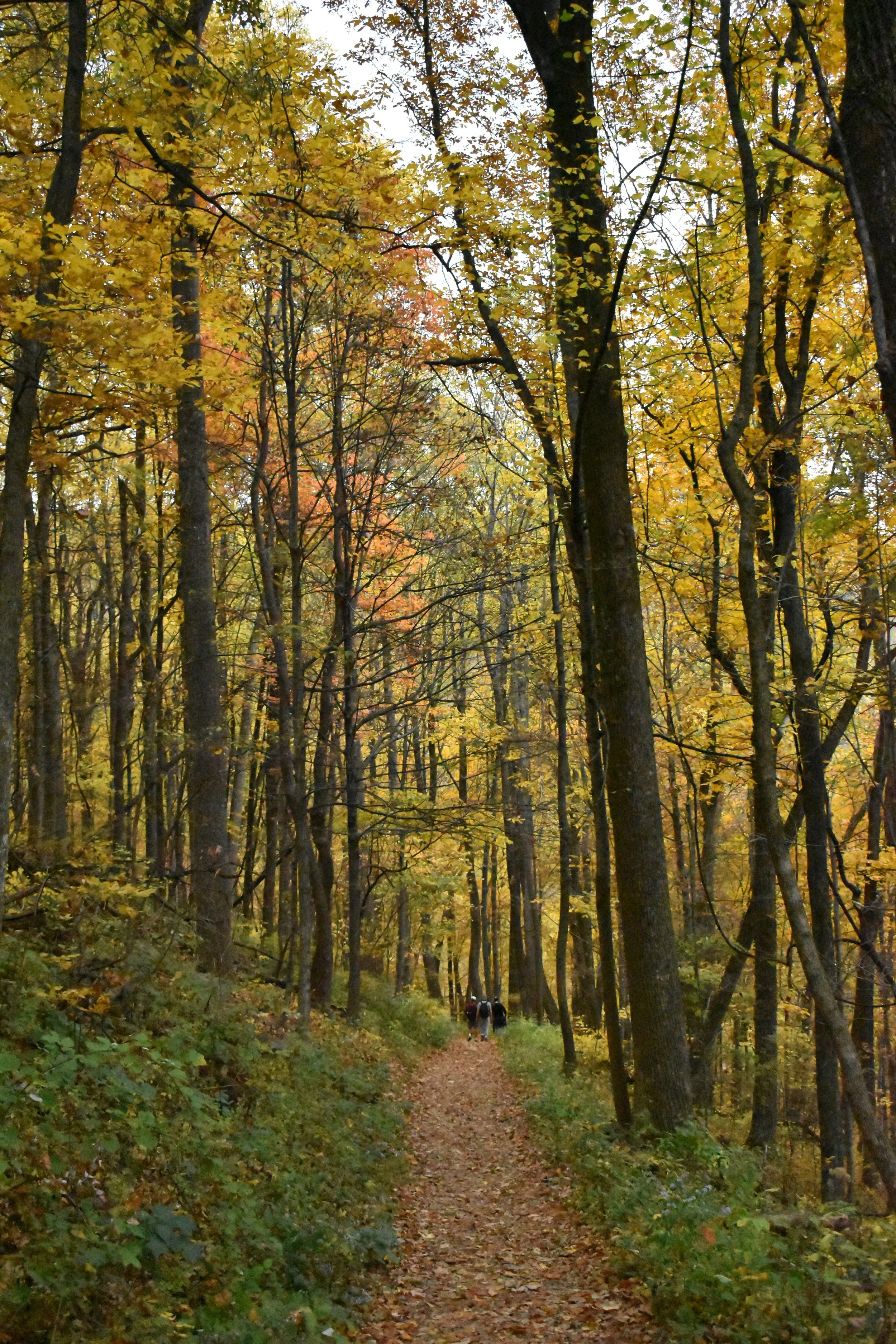 A trail runs through the fall foliage of Shenandoagh National Park, near Skyline Drive. Some people can be seen in the distance, but they're too far to make out any details