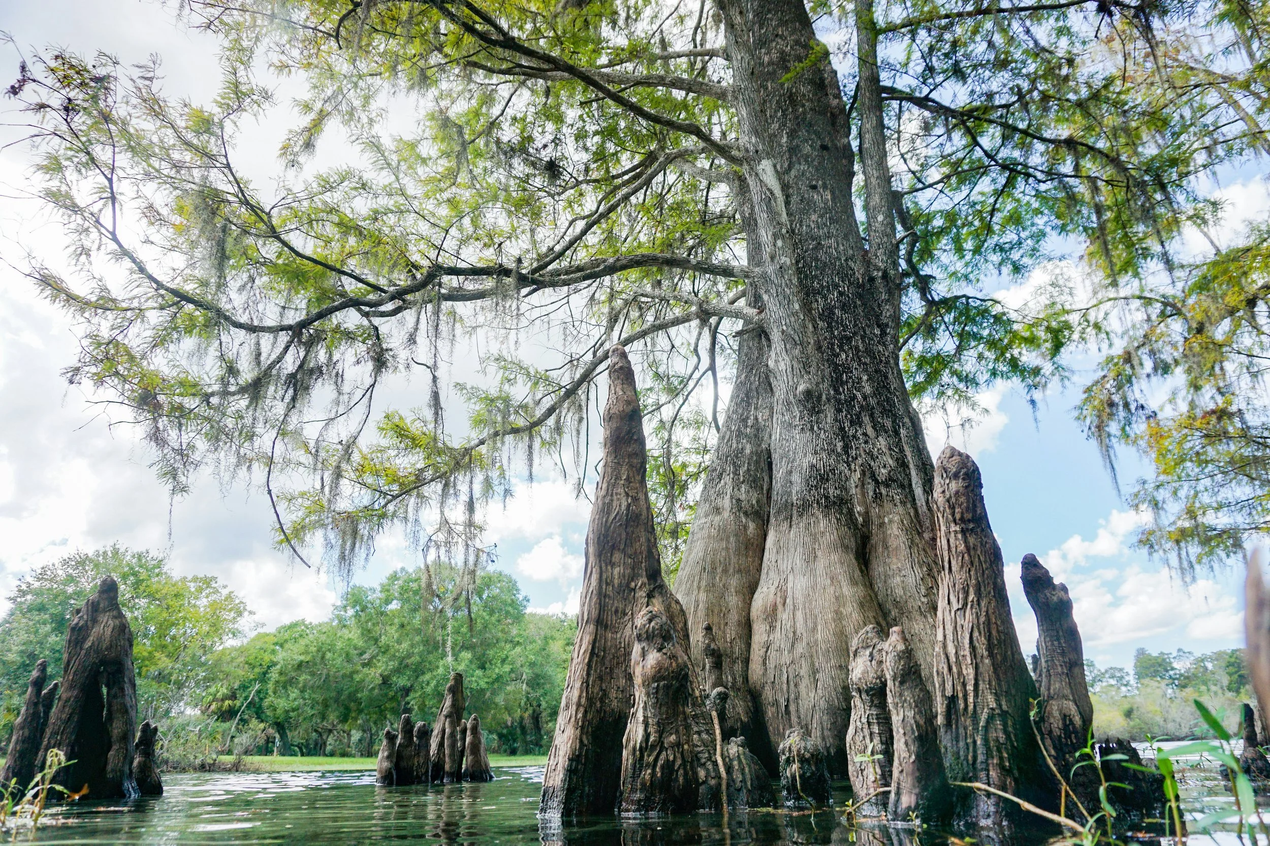 Huge cypress trees grow out of the water in the Tampa Bay Estuary