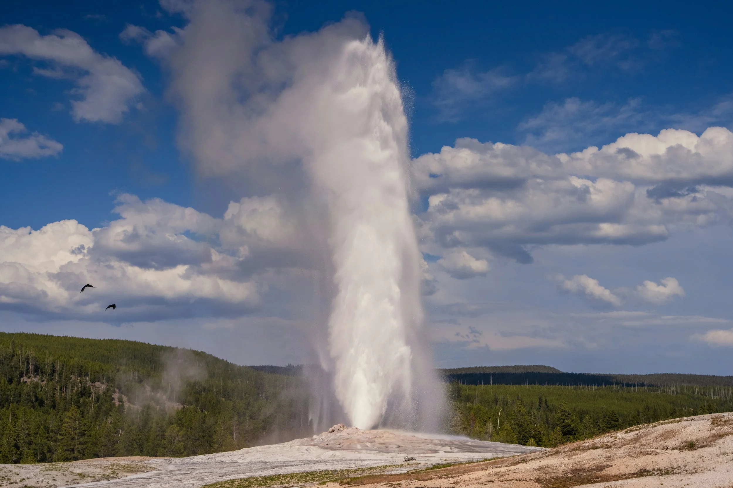 Old Faithful Geyser erupts sending a powerful column of steam and hot water high into the blue sky. Drives & Detours Yellowstone National Park top sights