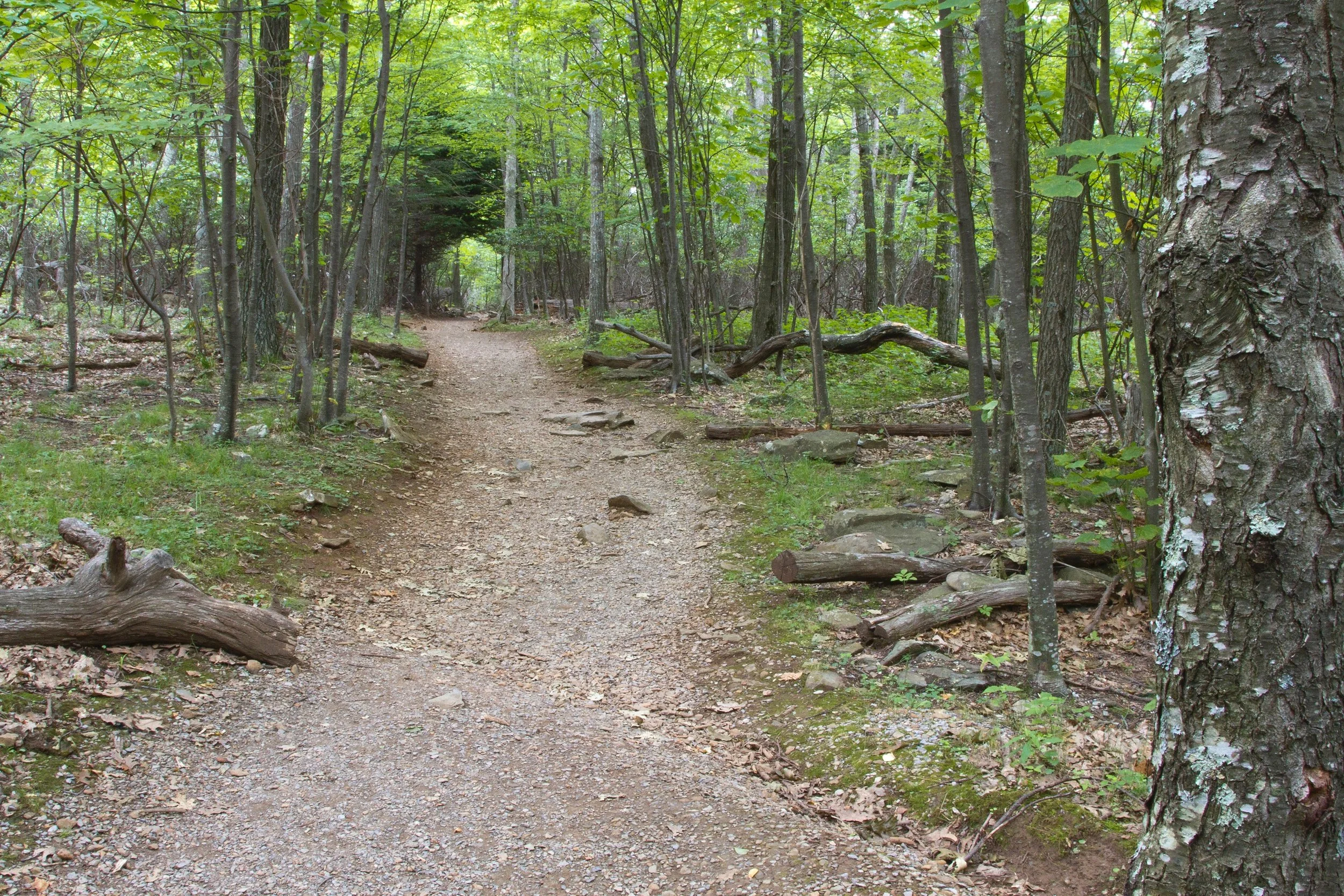 A trail runs through a forest in Shenandoah