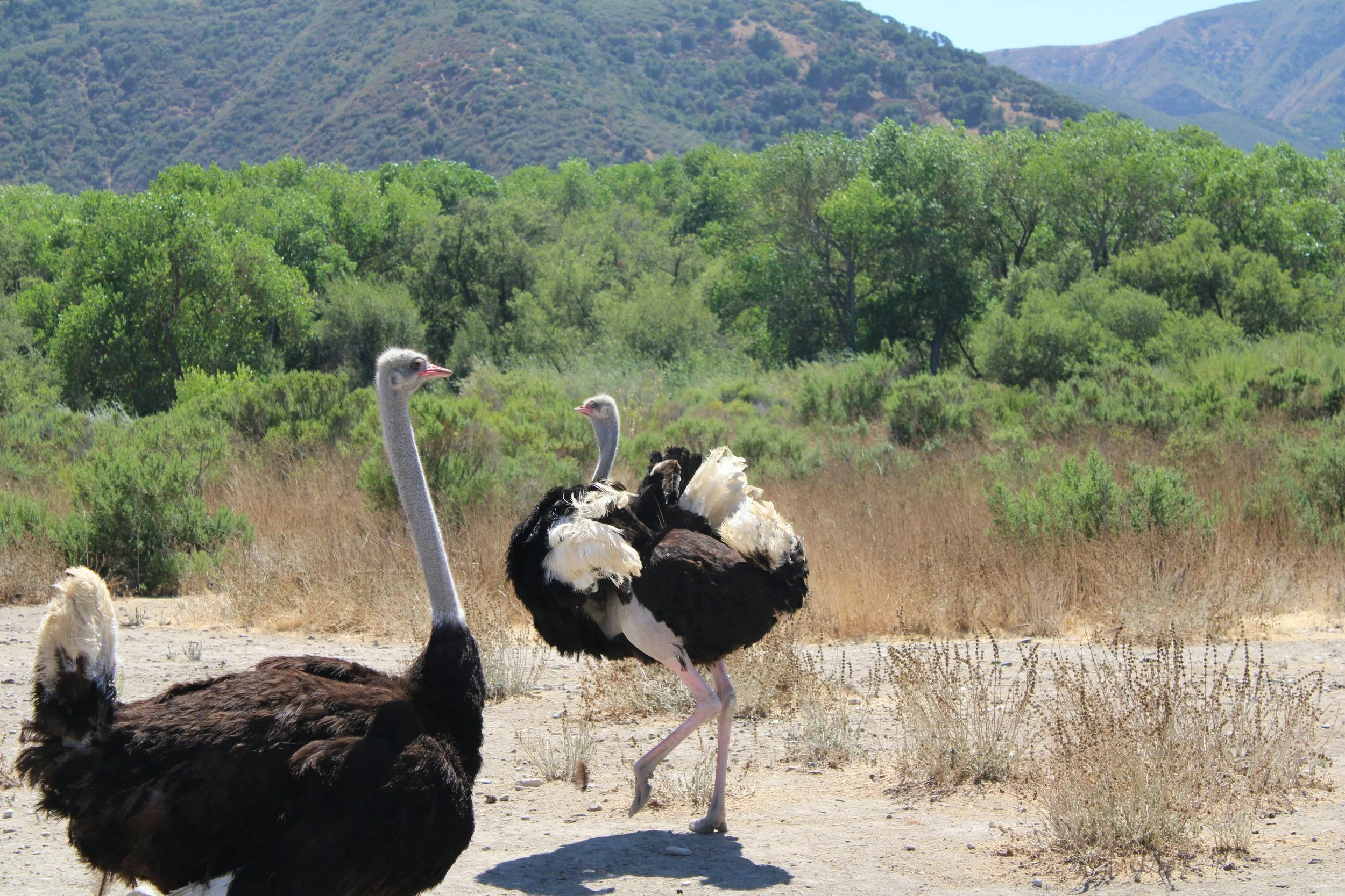 Two ostriches run through the desert under some mountains near Solvang, California.