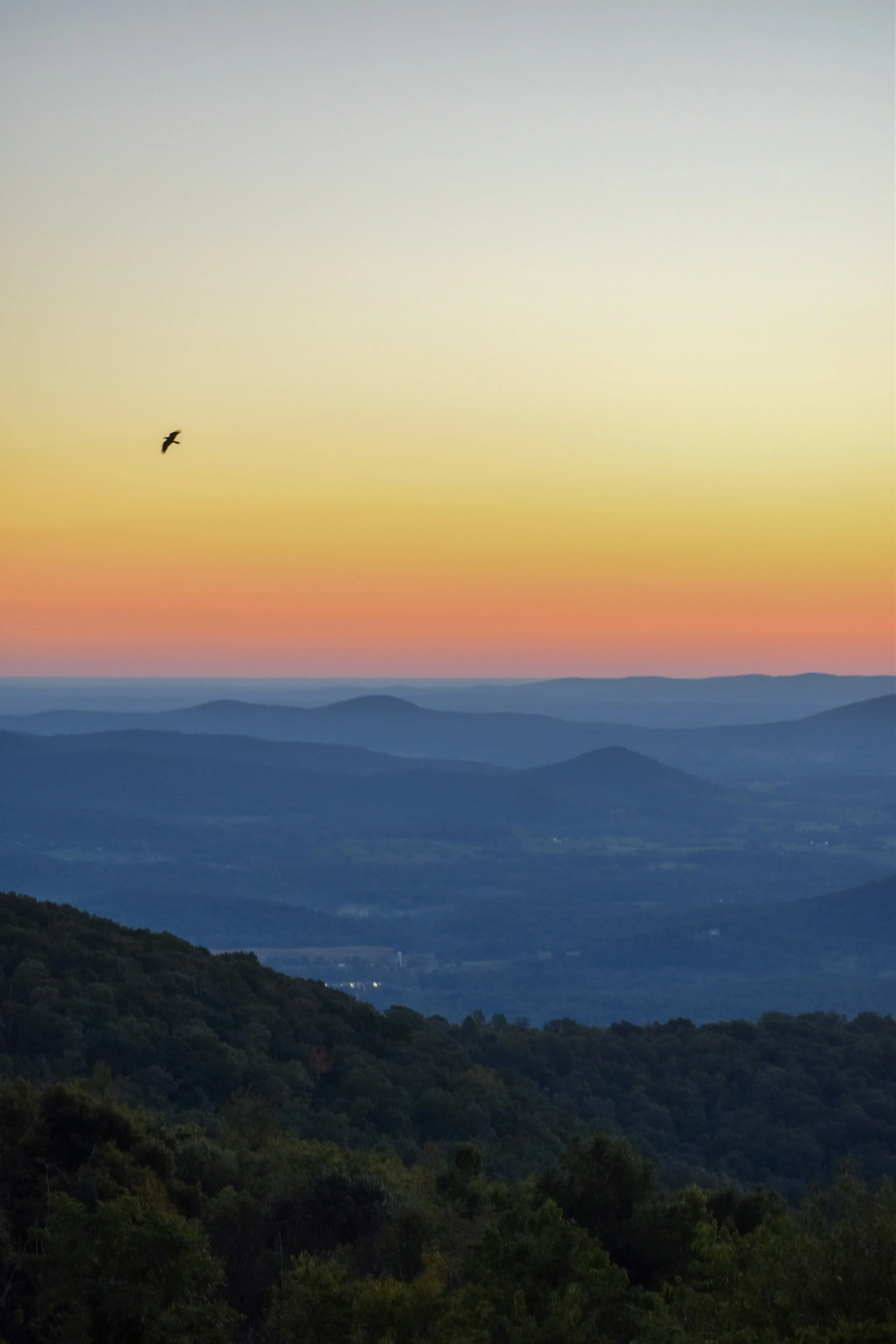 A bird flies through the air at sunset over the rolling hills and forest of Shenandoagh National Park and Skyline Drive. The sky is a gradient from a deep burnt orange to a light, clear yellow