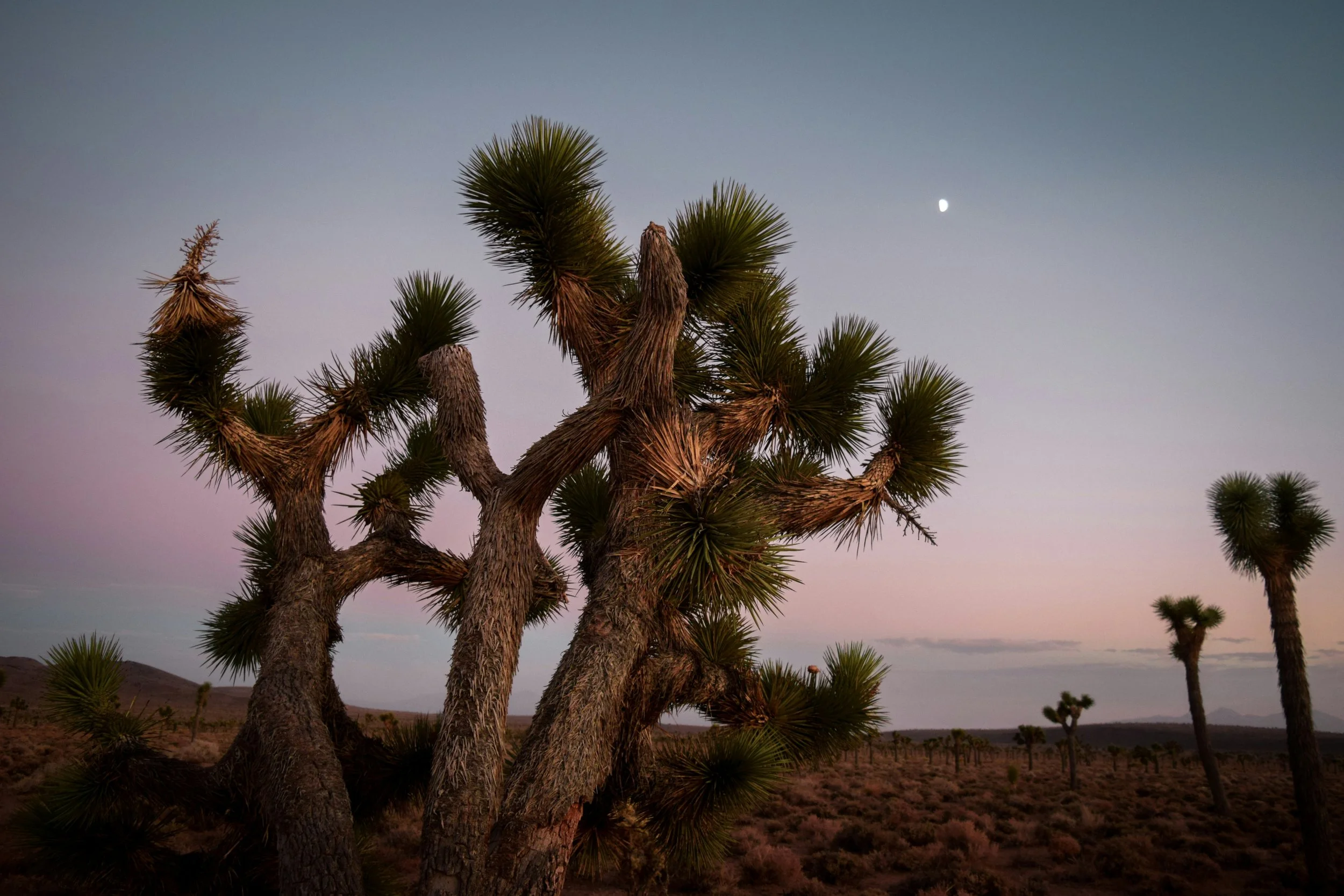 A joshua tree under the moon in the night sky. Drives & Detours Joshua Tree Audio Tour