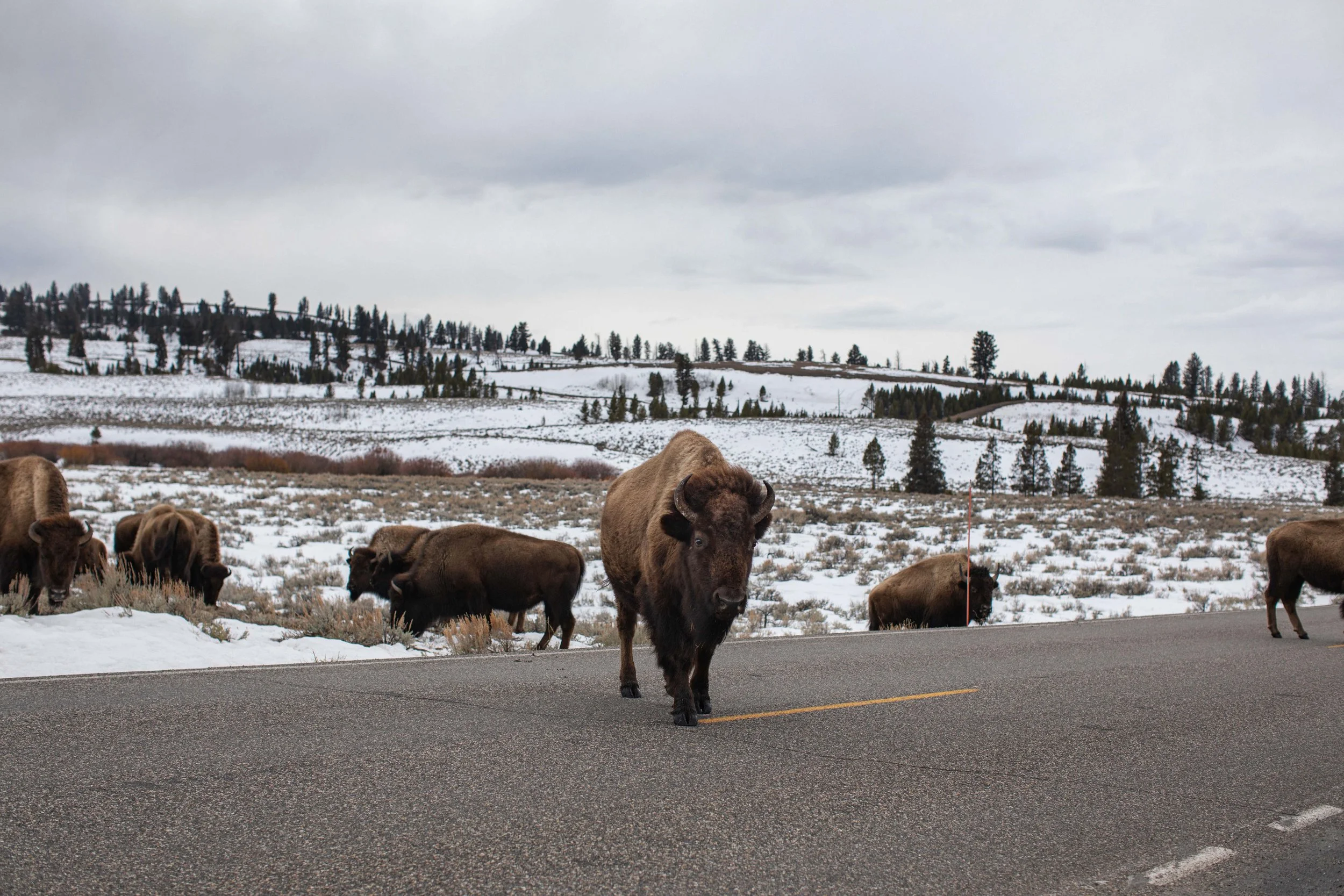 A herd of bison crosses a road in the snow in Yellowstone National Park