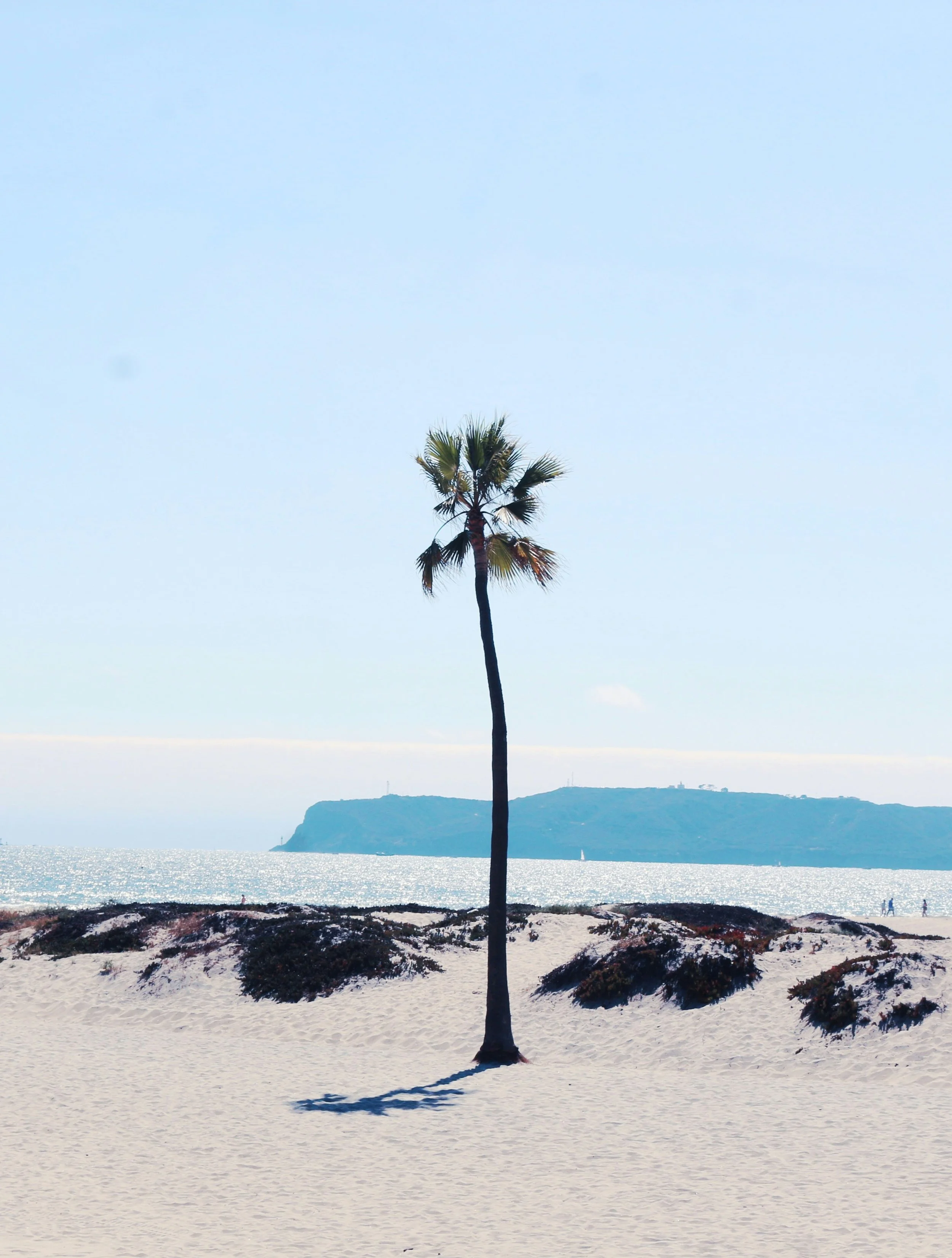 A single palm tree on the beach on Corondao Island. The sun is shining bright, wasjing out some of the coulours. Headland can be seen in the distance across the sea