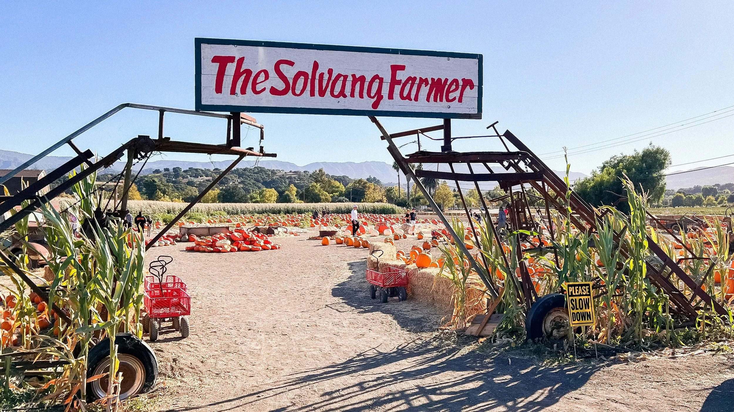 Many, many pumpkins fill a field behind a sign that reads: The Solvang Farmer