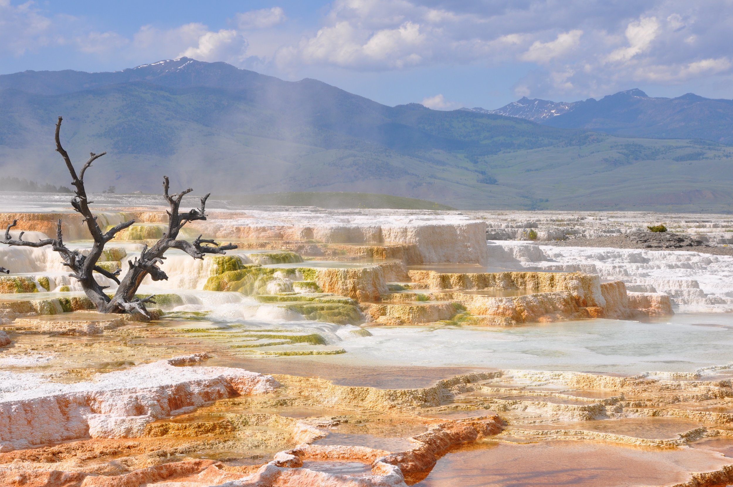 A dead tree is surrounded by pools and salt that has dried from the hot springs. Drives & Detours Yellowstone local tips