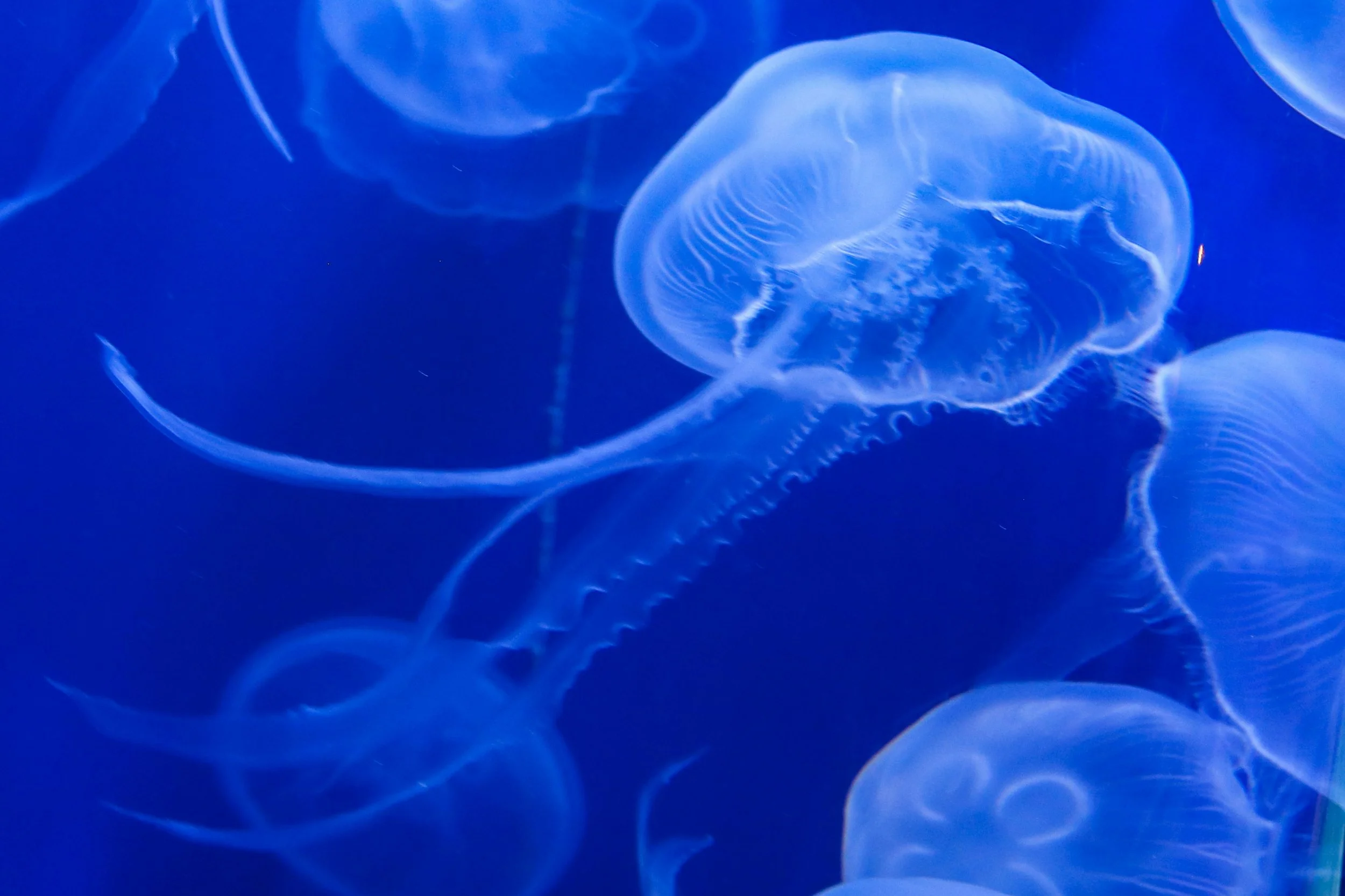 White, translucent jellyfish float through blue water at Florida Aquarium. Drives & Detours Top attractions in Tampa