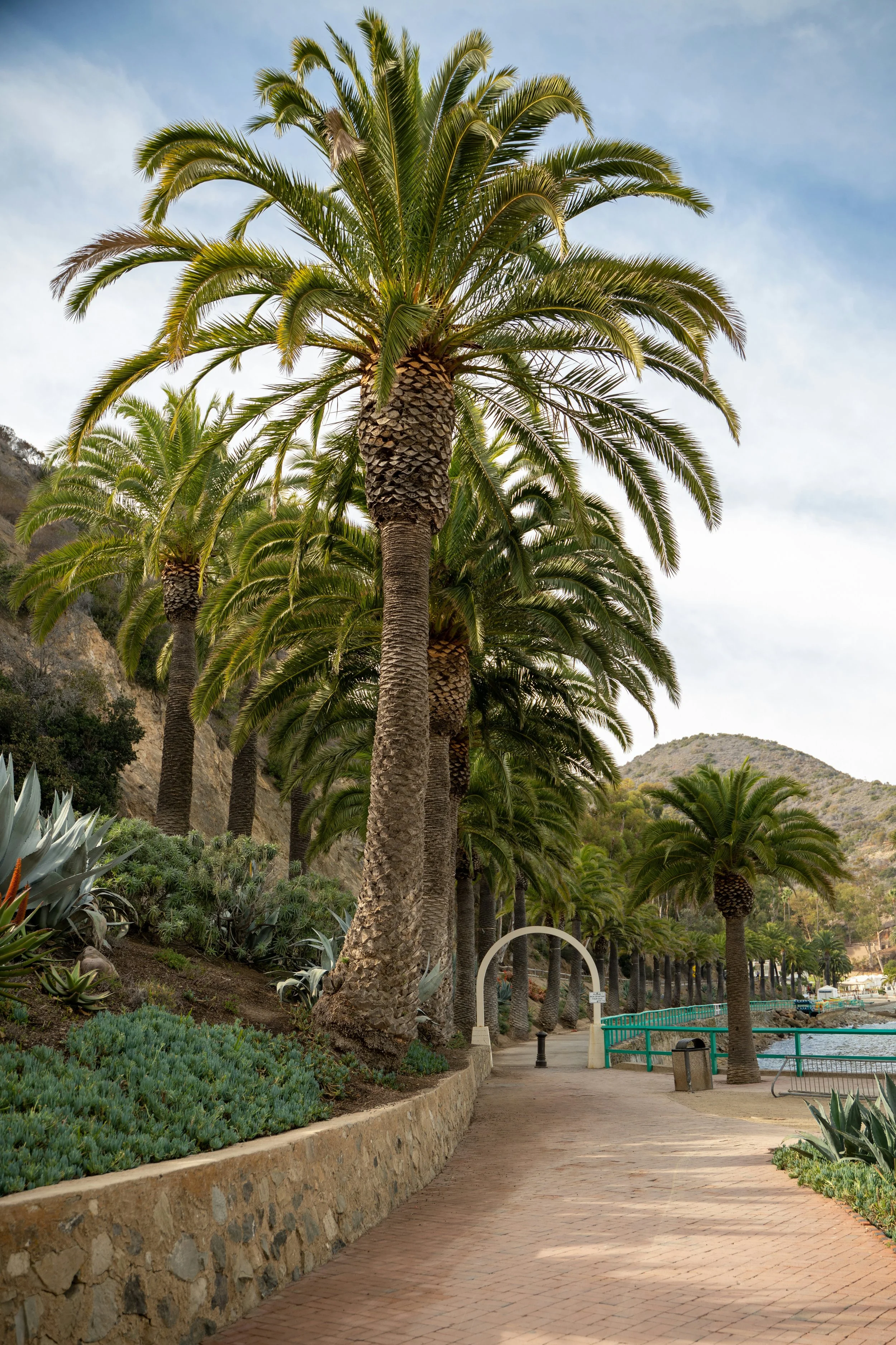 Huge palm trees tower over a path in Avalon, Catalina Island.