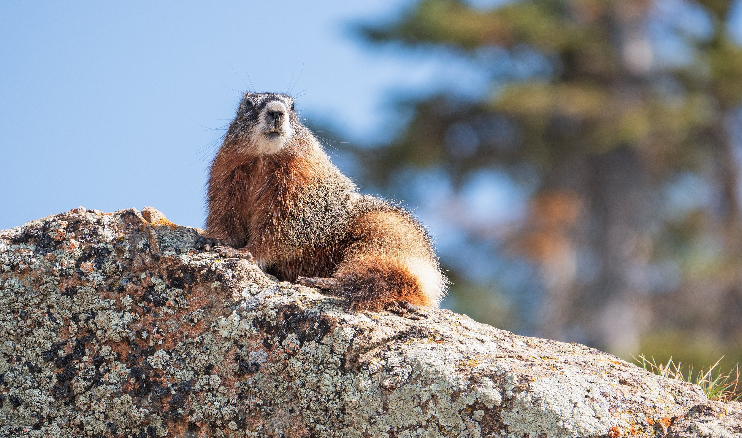 A red marmot sits on a rock