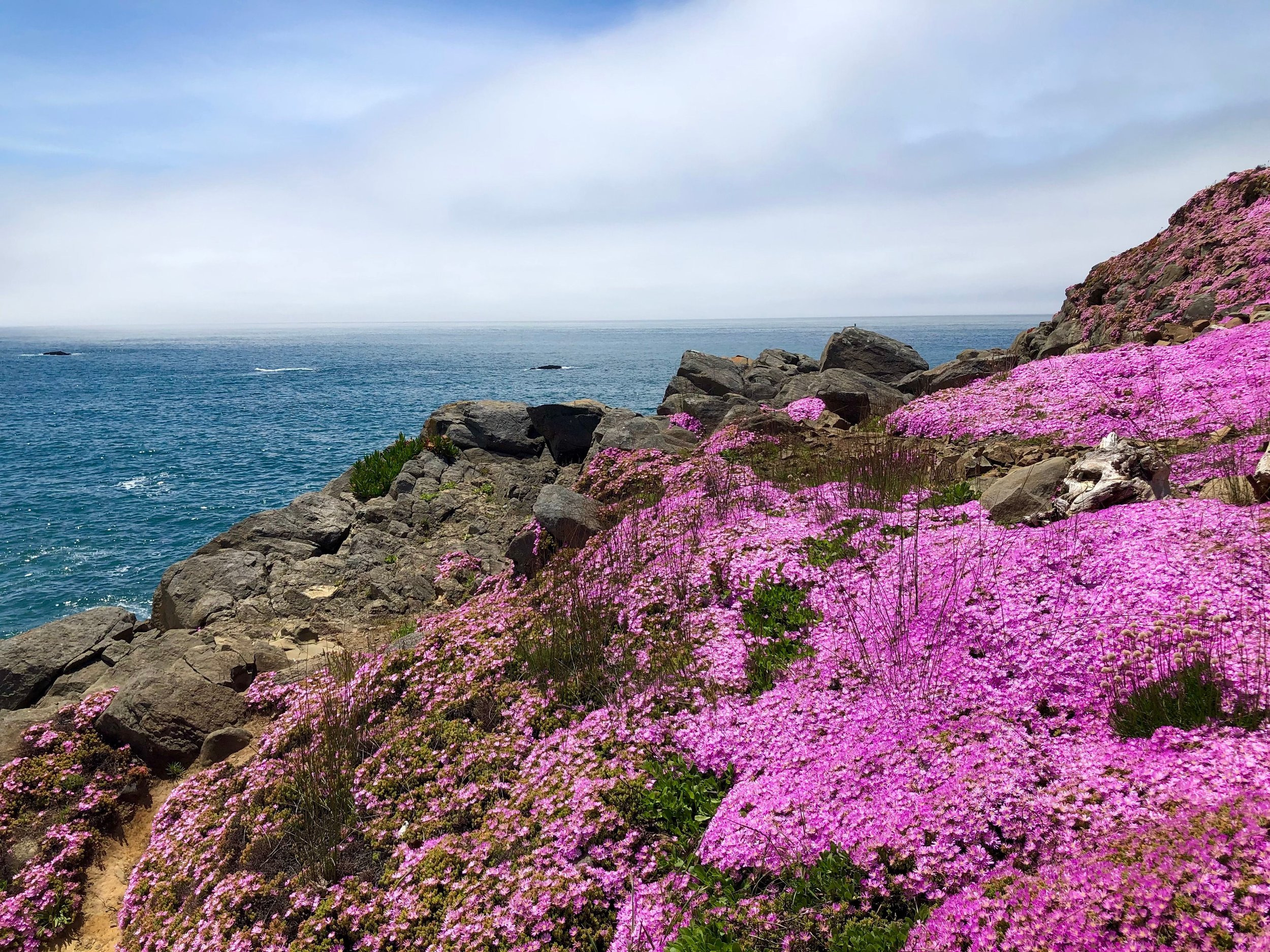 Pink flowers sit on top of a rocky outcrop on the Californian coast. Drives & Detours Mendocino top attractions