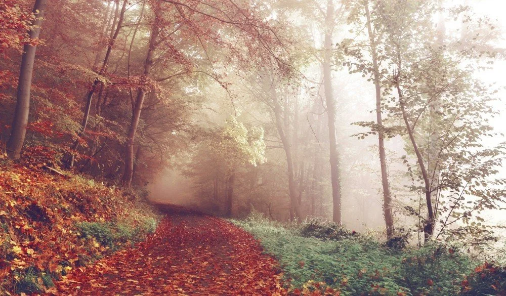 Rewilding the environment and the person supports conservation and personal well-being. Find out more here. 

#rewilding #conservation #sustainability #environment #selflove #self 

https://www.recipesandroots.ca/roots/rewilding-for-the-planet-and-se