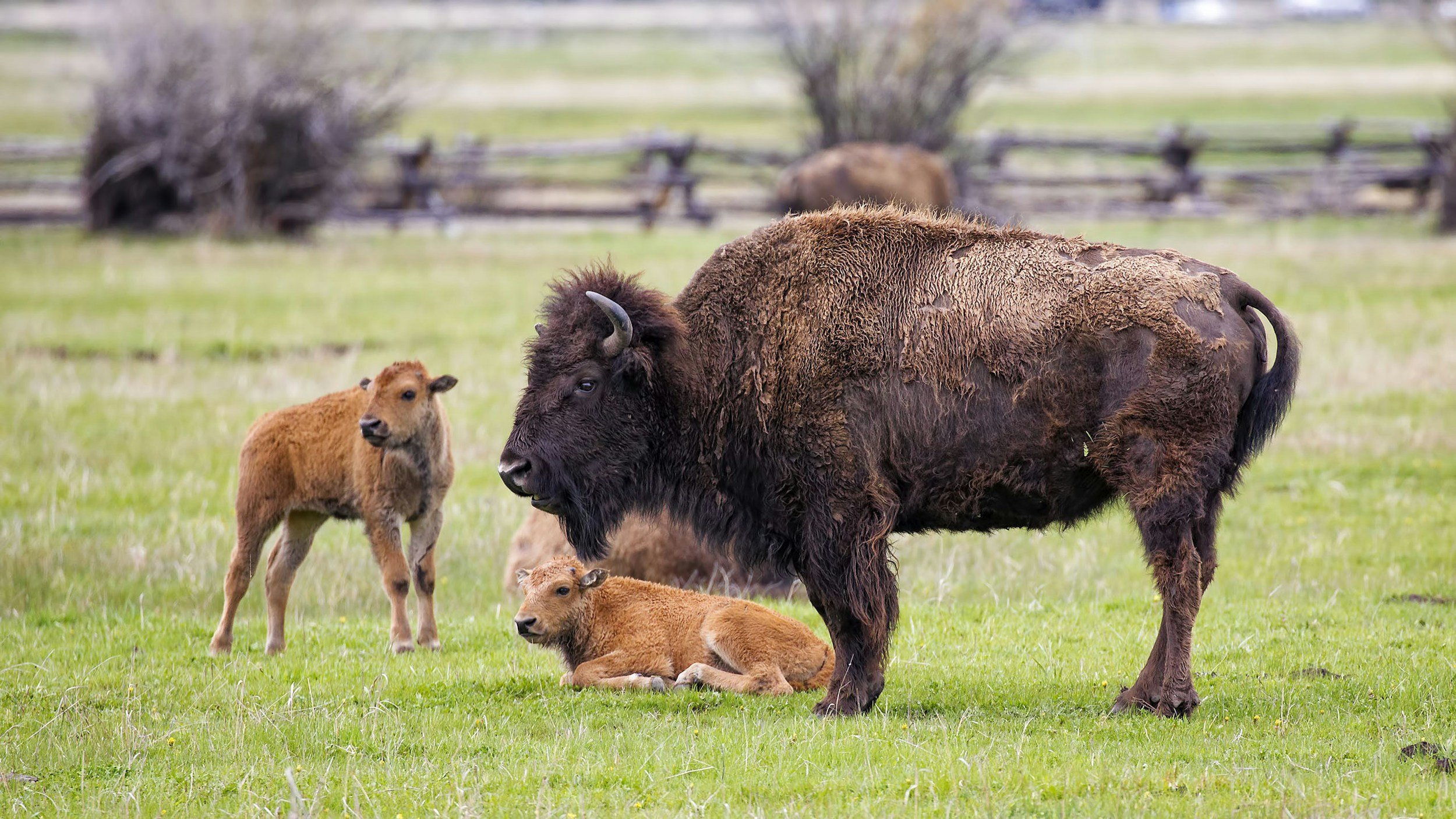 A bison and babies