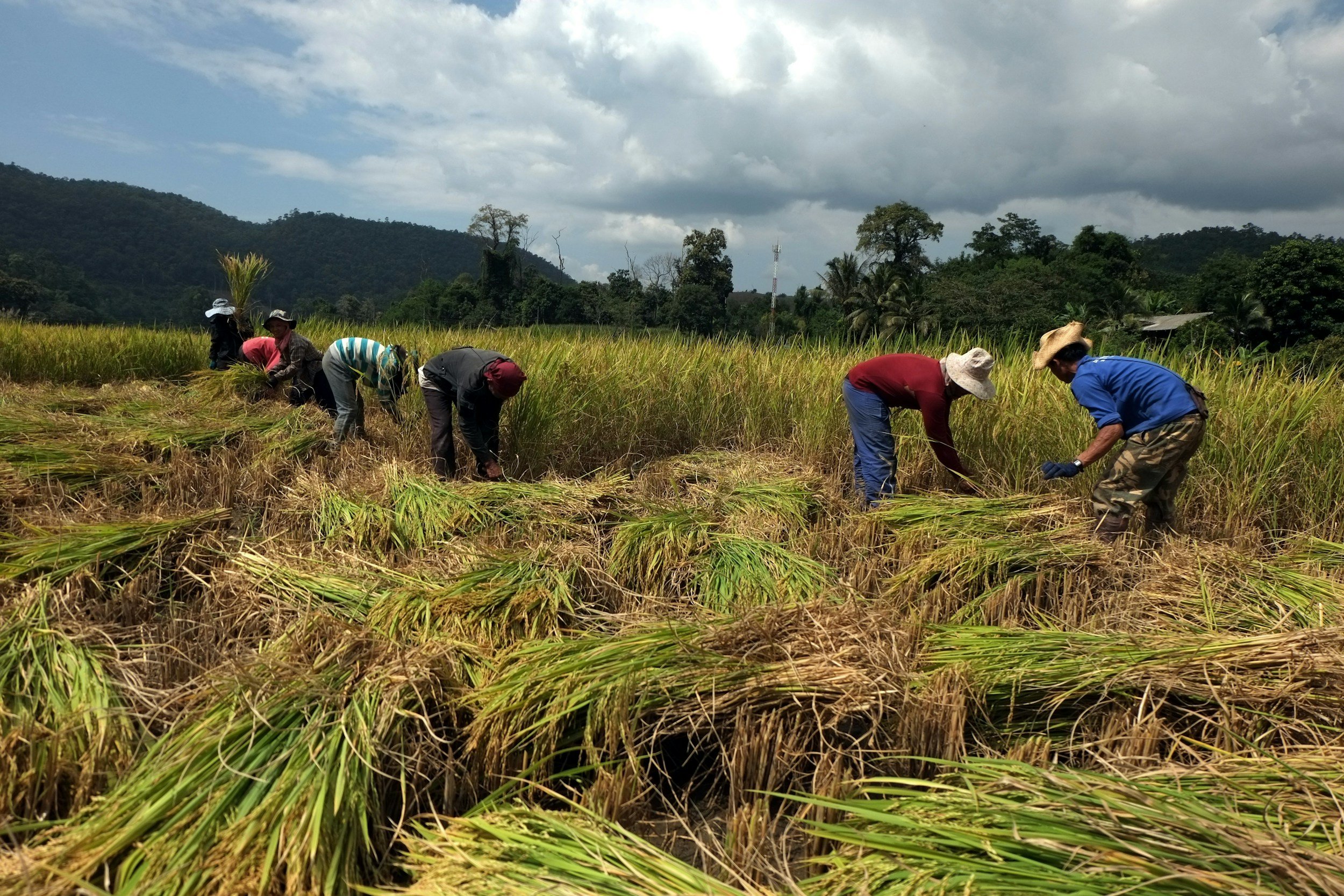 Why Do Different Cultures Celebrate Harvest Differently?