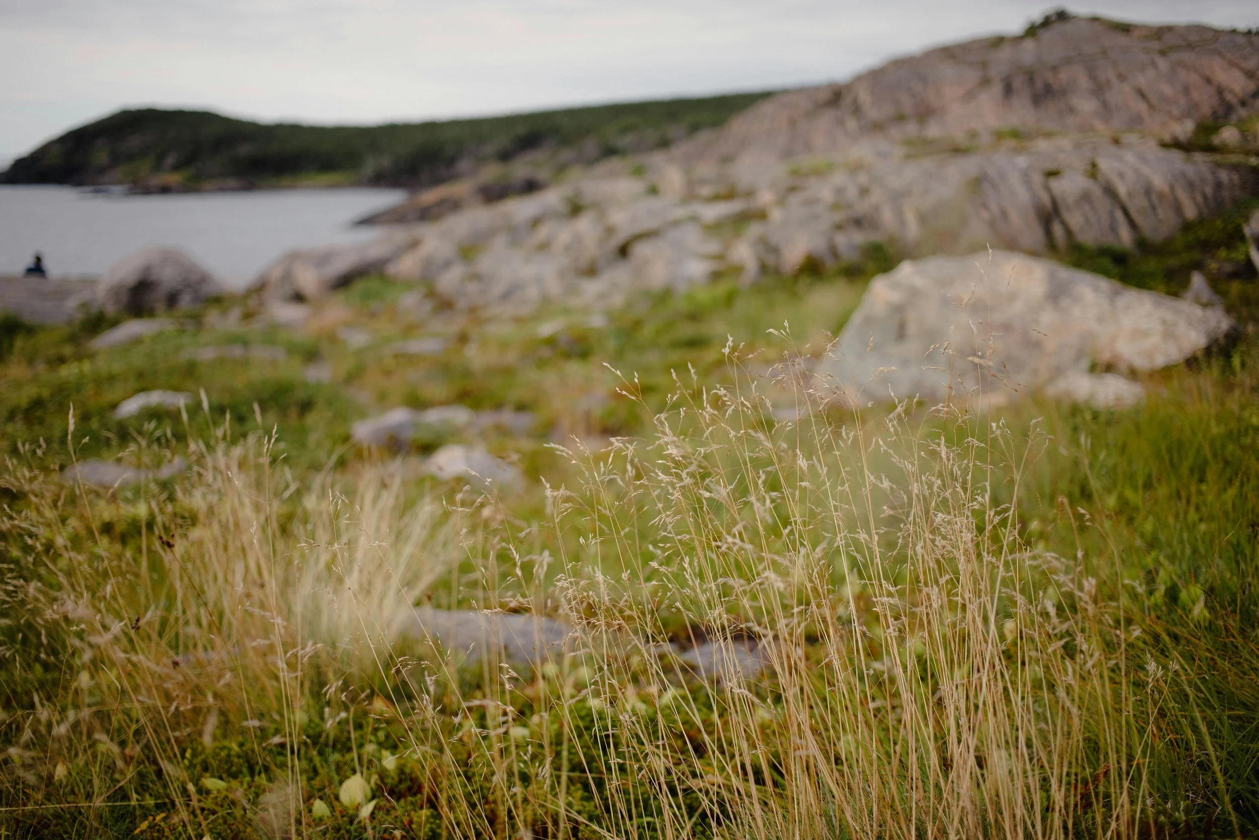 Some of Newfoundland’s rocky landscape.