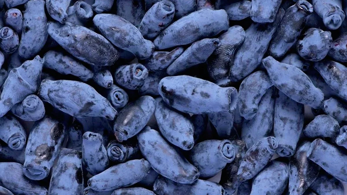 Haskaps on the Canadian prairies