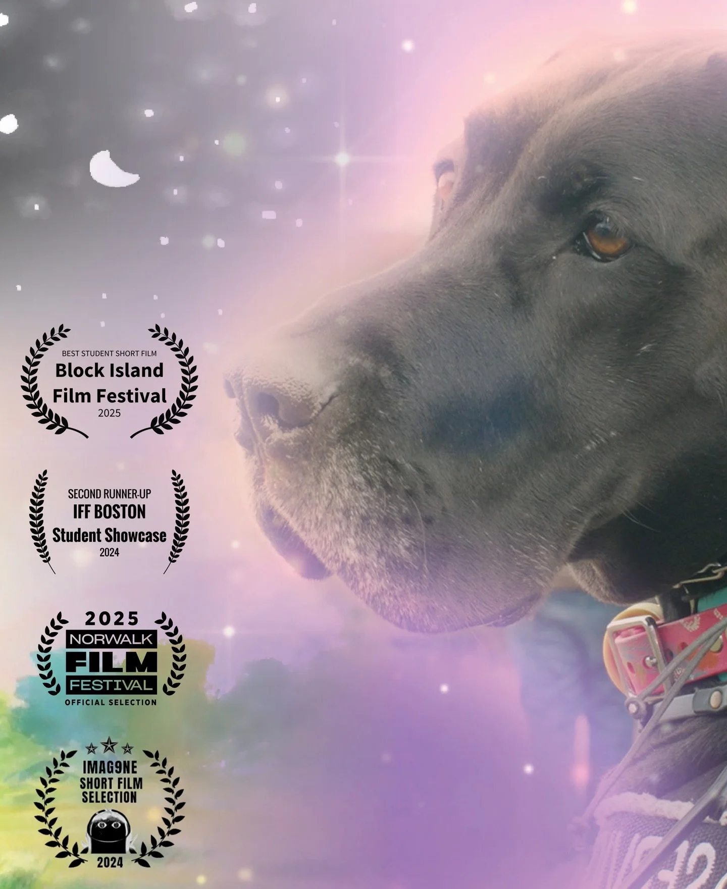Coming Down Is The Hardest Thing (2024) | Laurels &amp; Stills

This movie would never have been possible without the best dogs, dog trainers, and dog treats&hellip; the latter being the most important. 🦴

&mdash; Kely

🫧🐟🫧

#FRF #cditht🐾