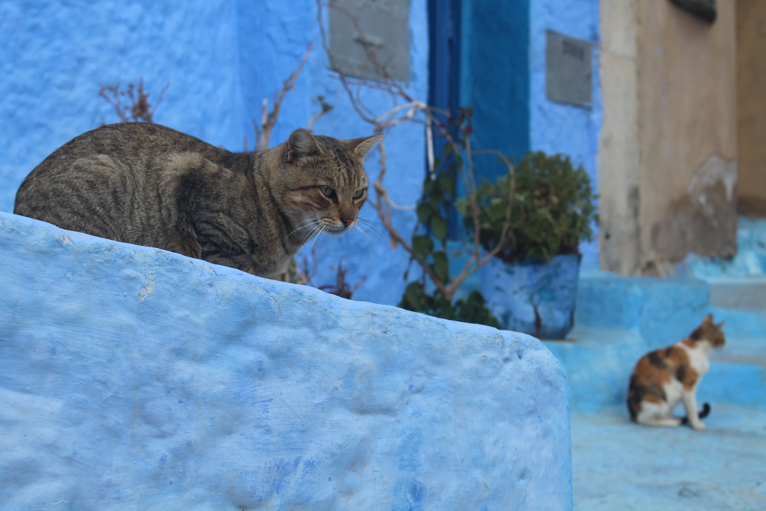 Cat in Morocco.JPG