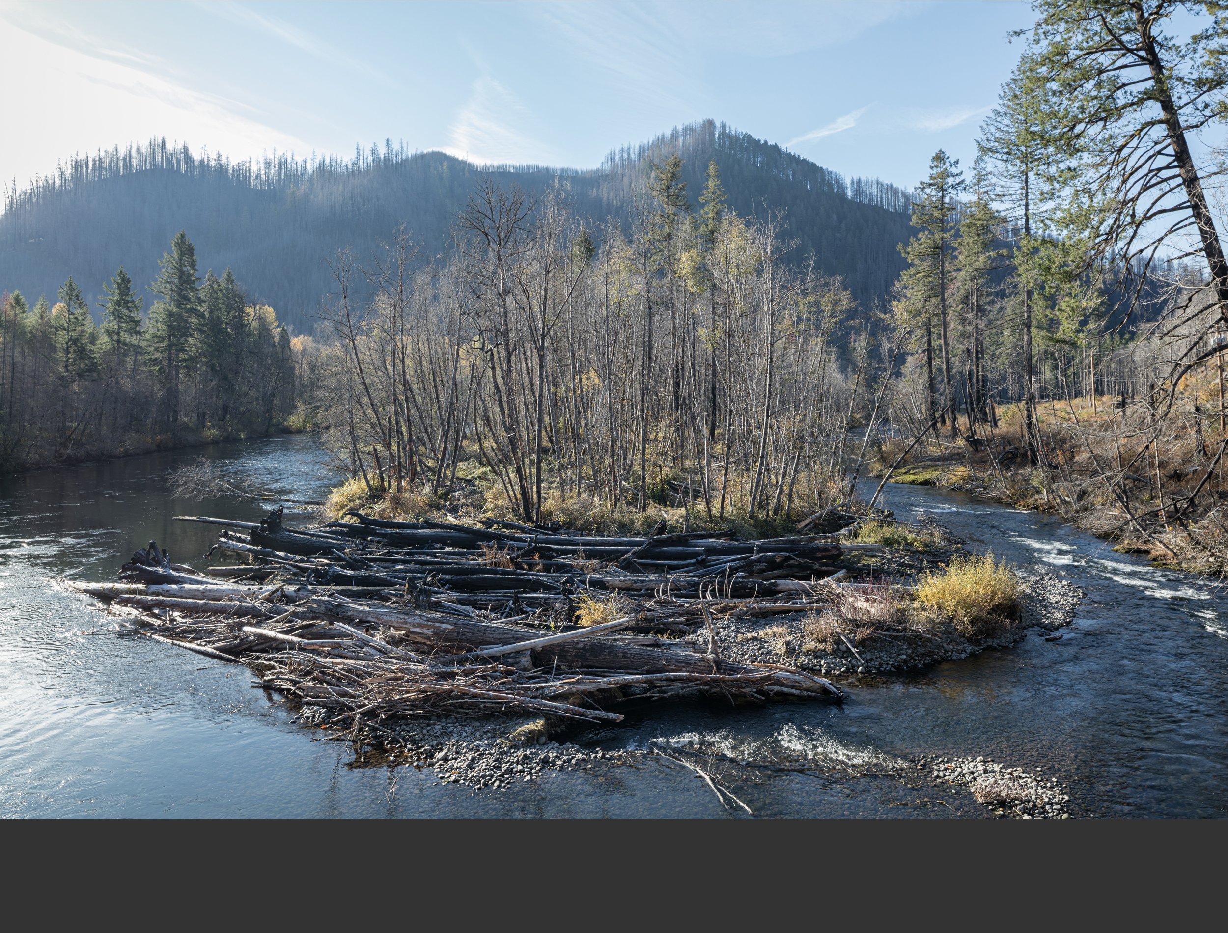 11/22 Willows on the gravel bar and understory vegetation are in fall color. Wood floated from upriver has been added to the jam.