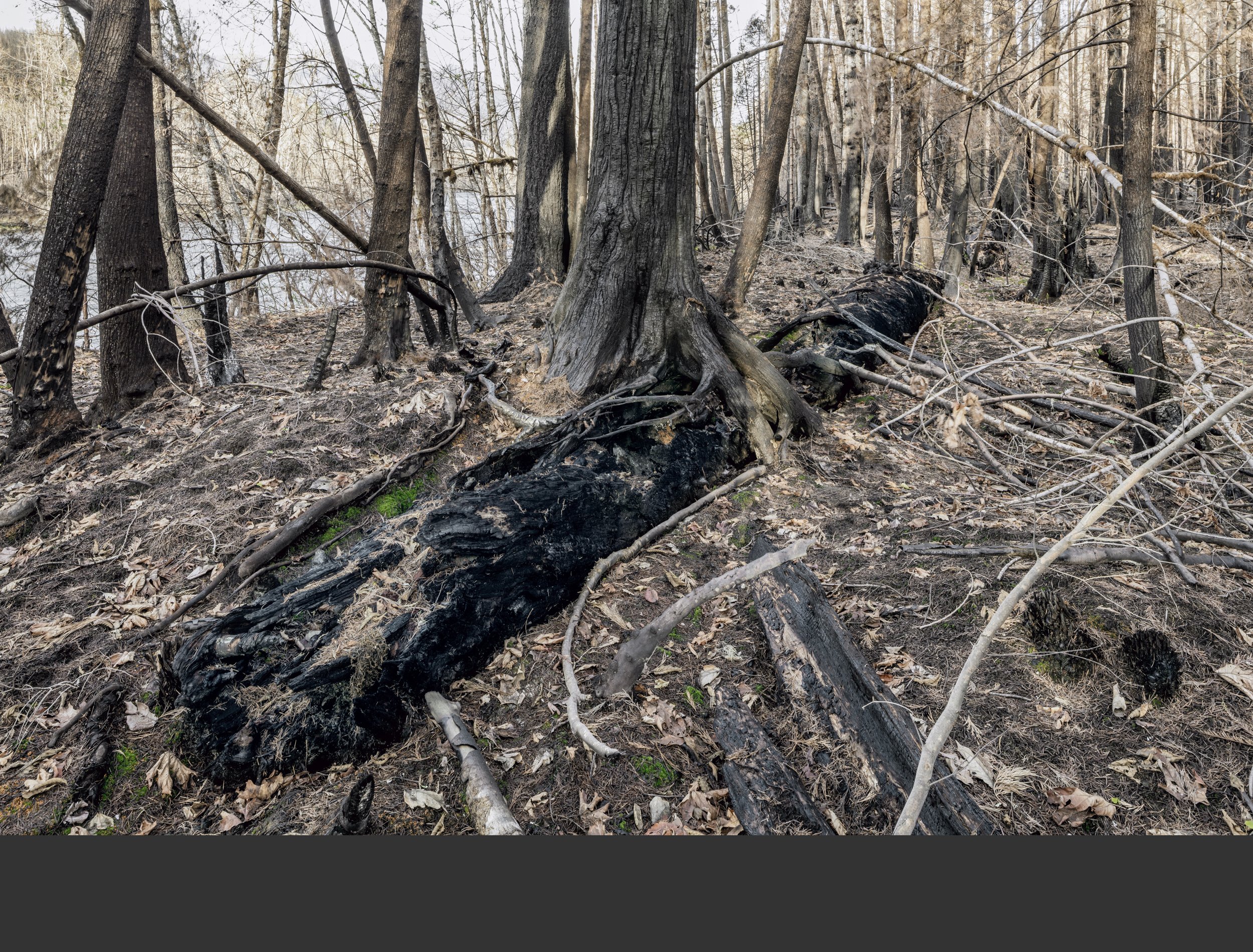 12/20 The groundfire charred the lower 10-20 feet of tree trunks and removed the forest understory, creating a skeletal forest. Unburned leaves and needles fell after the fire.