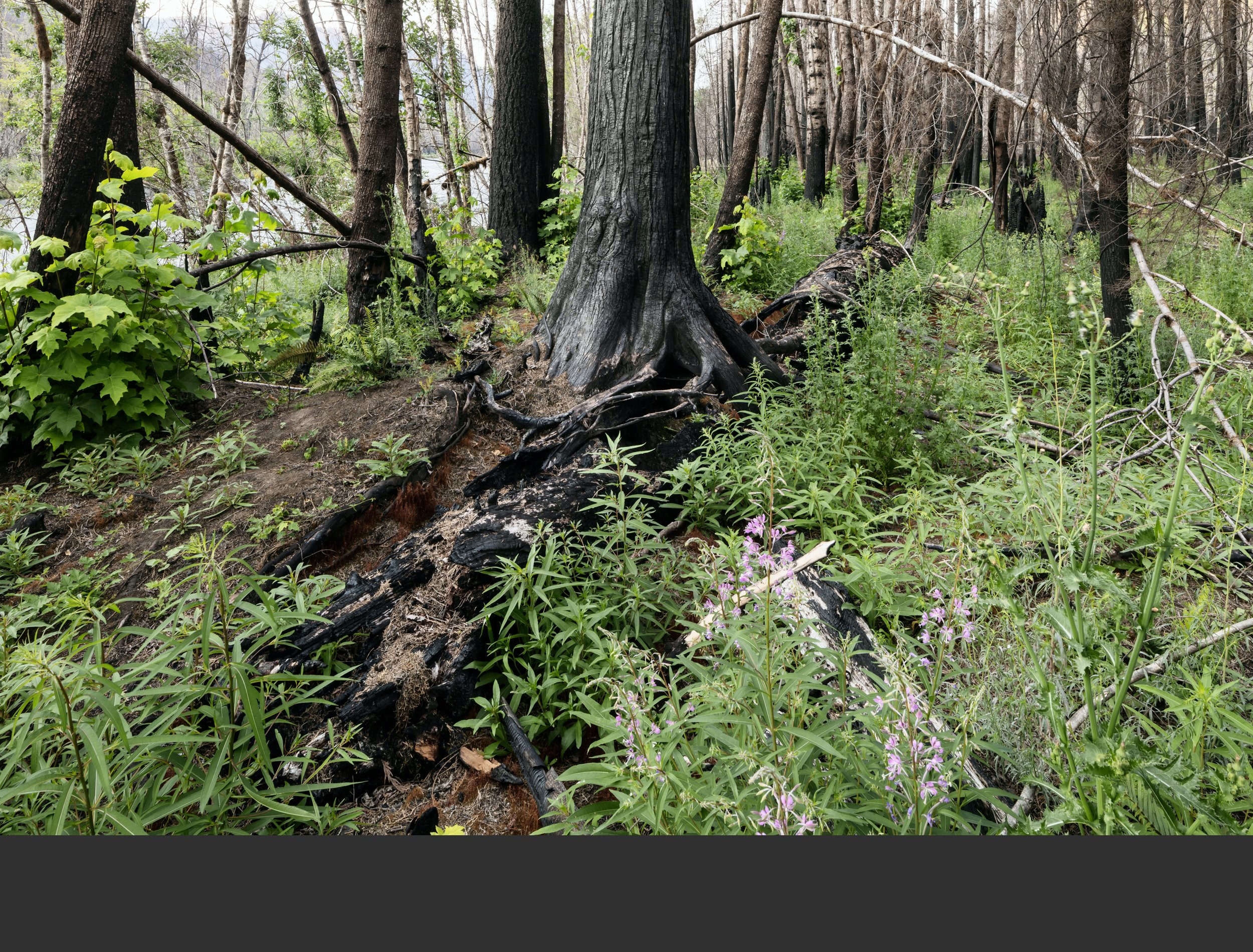 06/21 Patches of fireweed begin to bloom and bigleaf maples sprout vigorously from the base of fire-damaged trees. Moss has turned dark orange and hides under fireweed. 