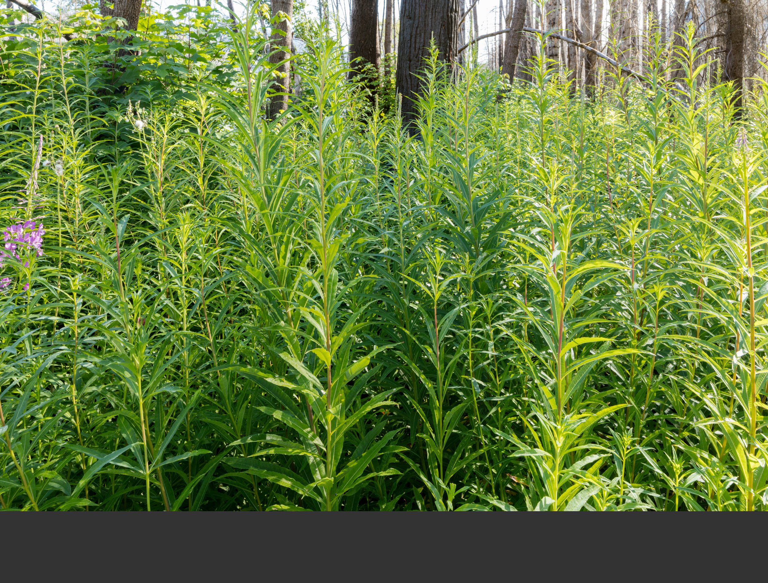 06/22 Head-high fireweed is just beginning to bloom. Taller bigleaf maple sprouts are on the left.