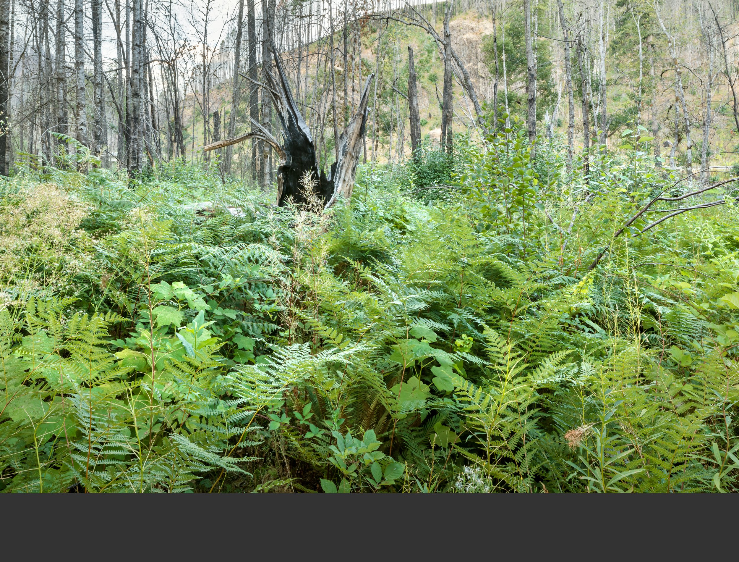 08/22 Lush, thigh-high ferns, herbs, and shrubs form the ground cover. The broken tree trunk completes its collapse.