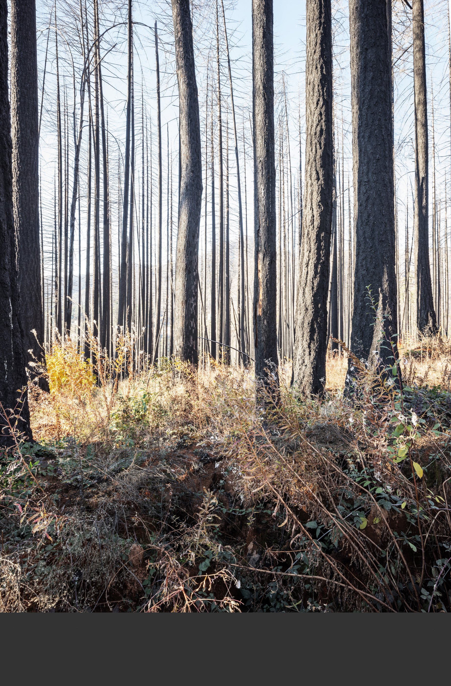 11/22 Organic matter from understory plants accumulates on the forest floor, hiding the stump ghost. Trees begin to shed their bark.