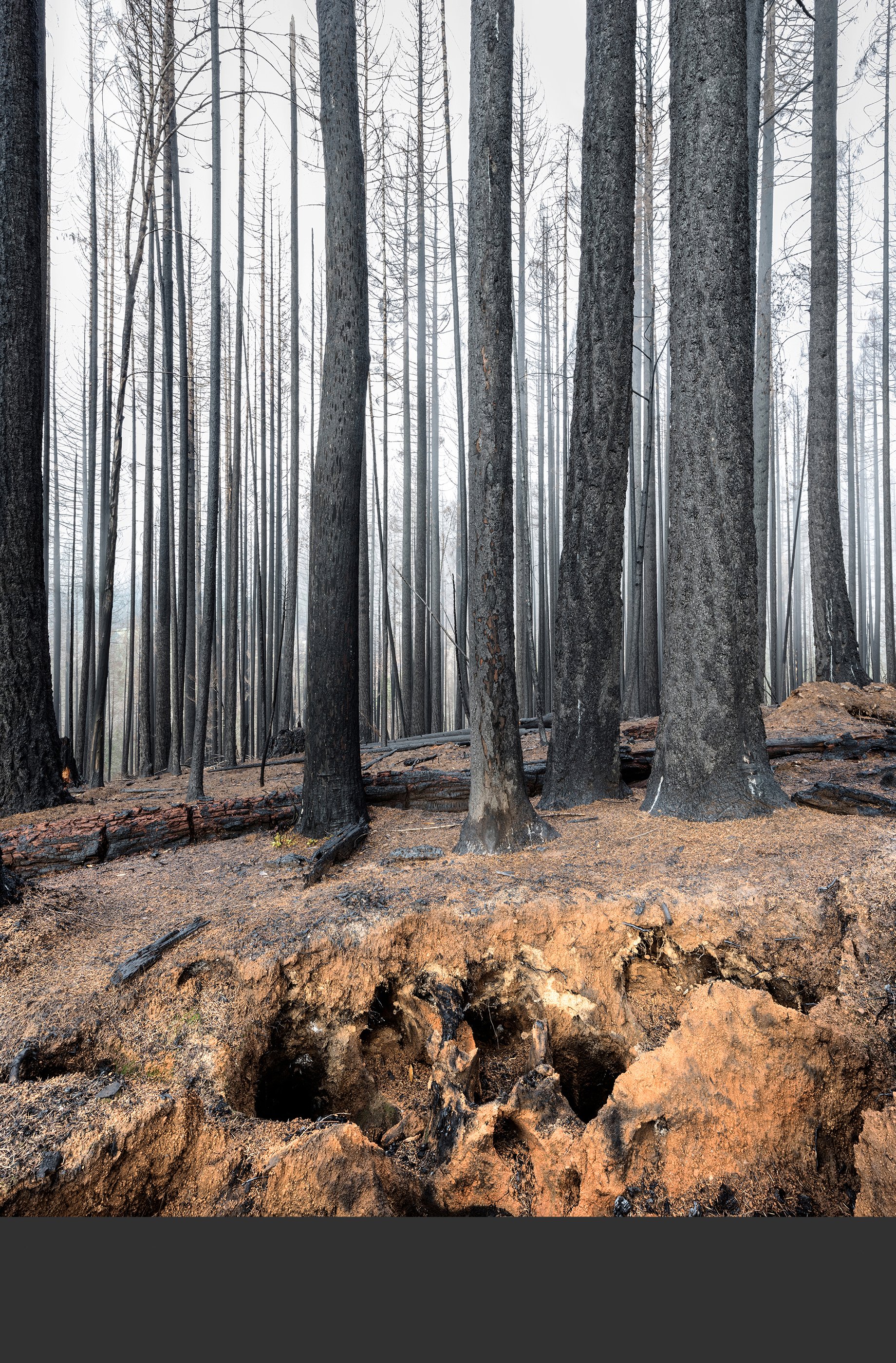 12/20 The blackened forest stands above a massive stump ghost composed of many caverns. No signs of life yet.