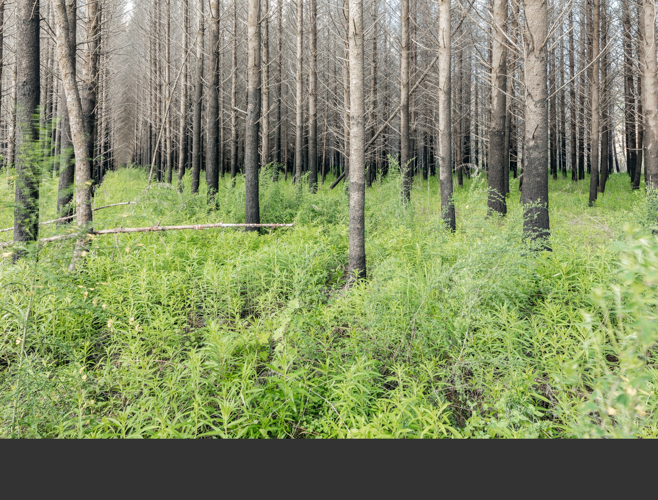 05/22 The second season of fireweed begins to flourish on the site – just before the trees were clearcut.