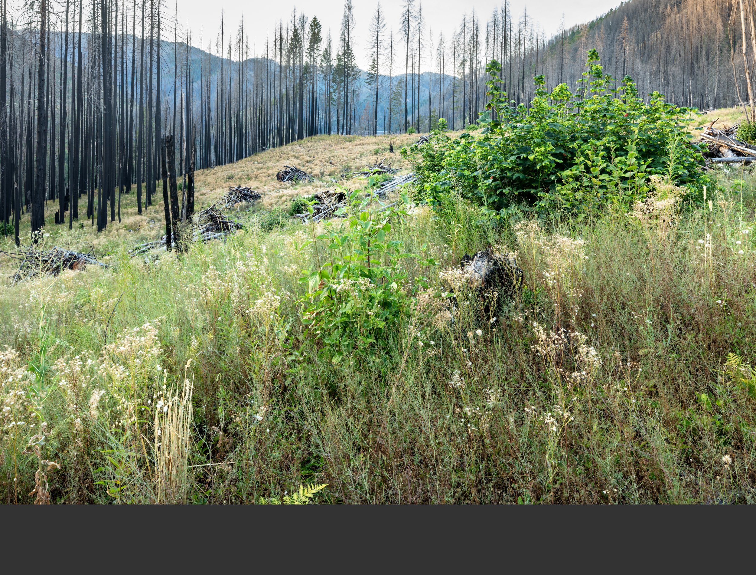 08/22 Here in the second summer after the fire and the first after logging, many species are returning, especially maples sprouting from root systems.