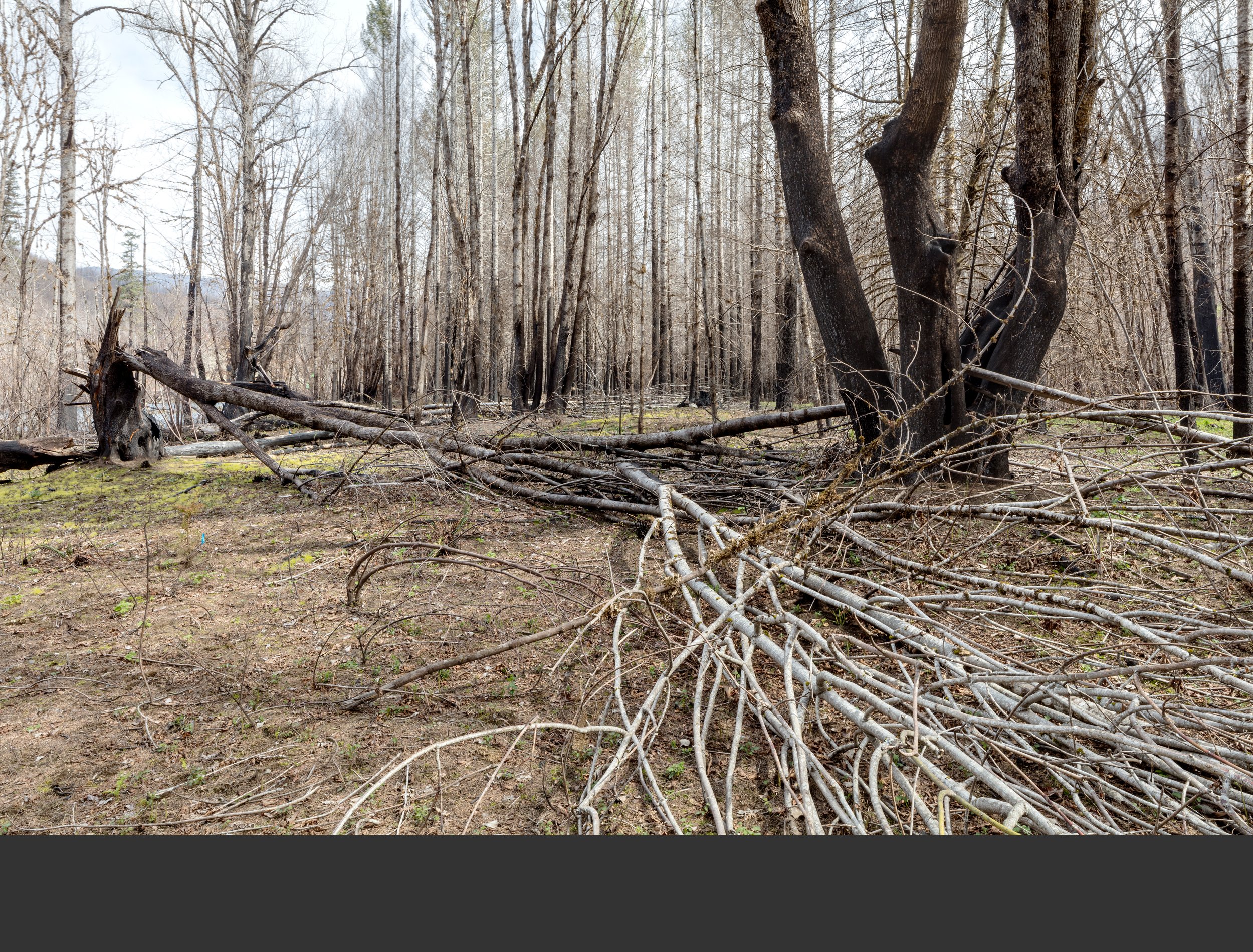 03/21 A hint of green firemoss appears near the broken tree on the left, but greenery is sparse.