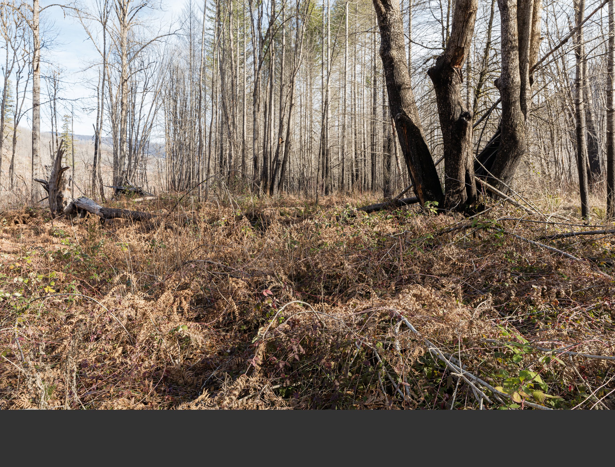 02/23 Ferns and other understory plants add to the accumulation of organic matter on the forest floor. The fallen tree trunk completes its collapse.