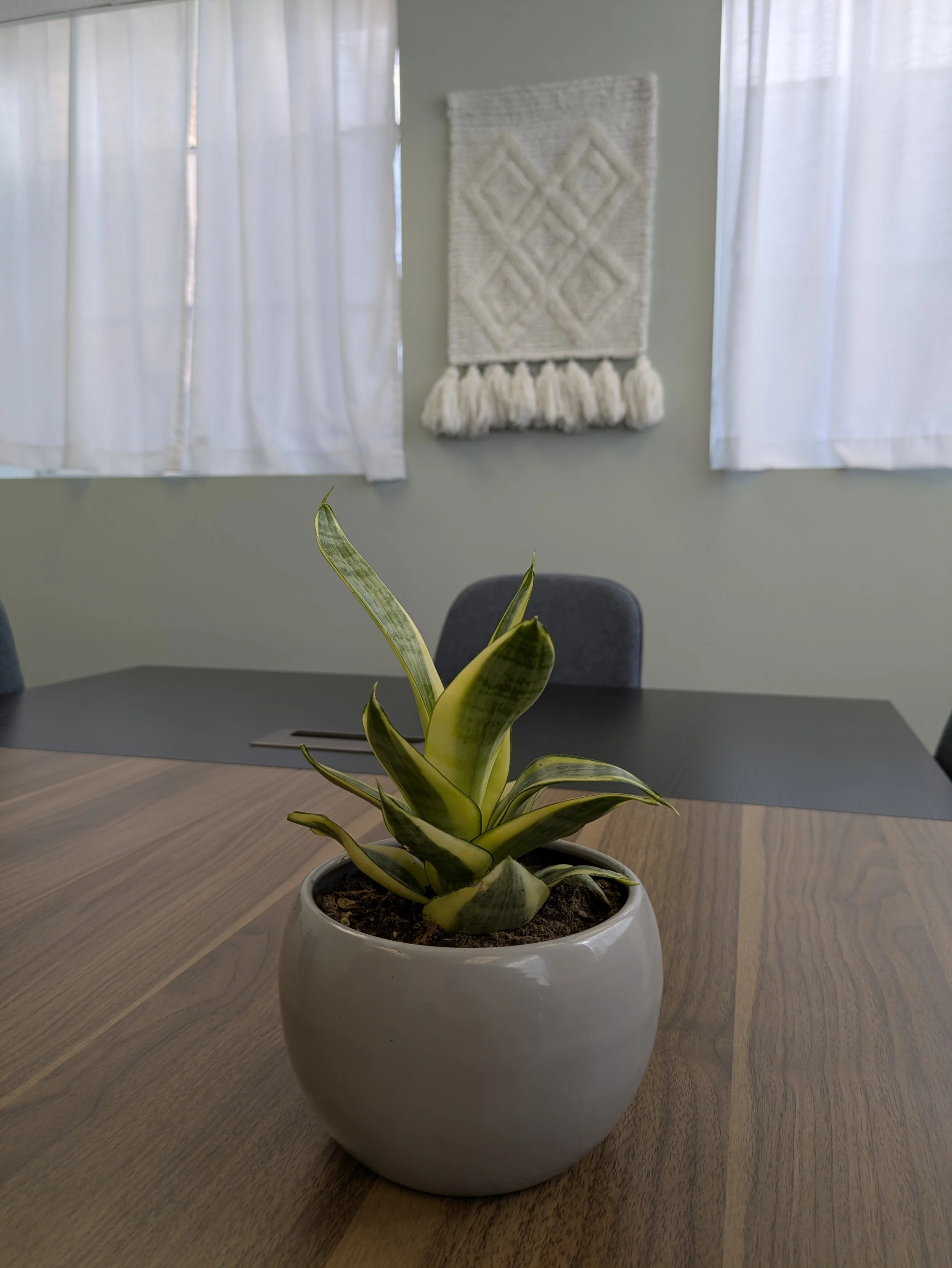 Potted plant with variegated green and yellow leaves on a wooden table. Windsor Worx Coworking Remote Work Small Business Office Space Team Meeting Room
