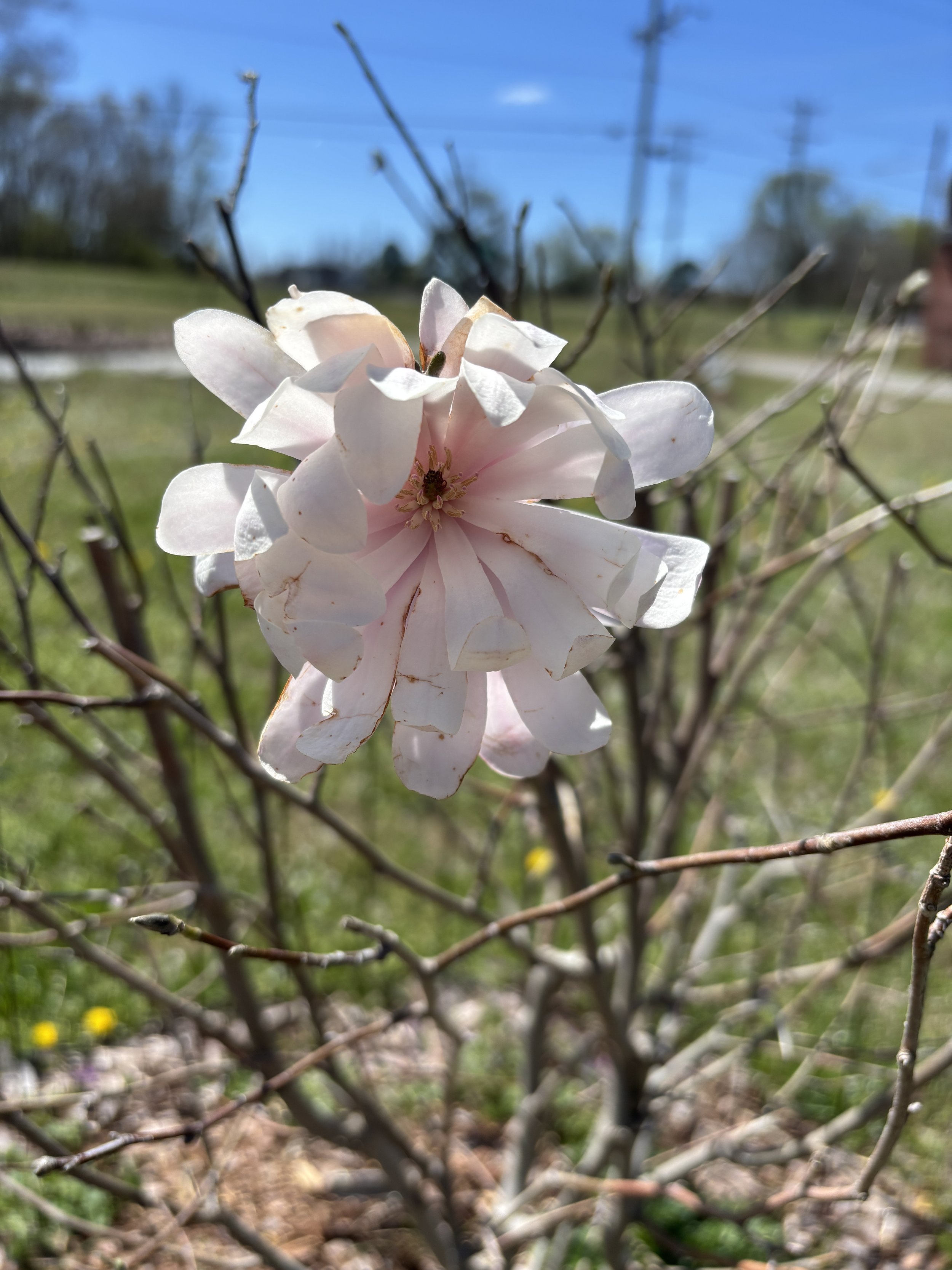 First Bloom at RJB Park: A Small Moment, A Powerful Sign of What’s Ahead