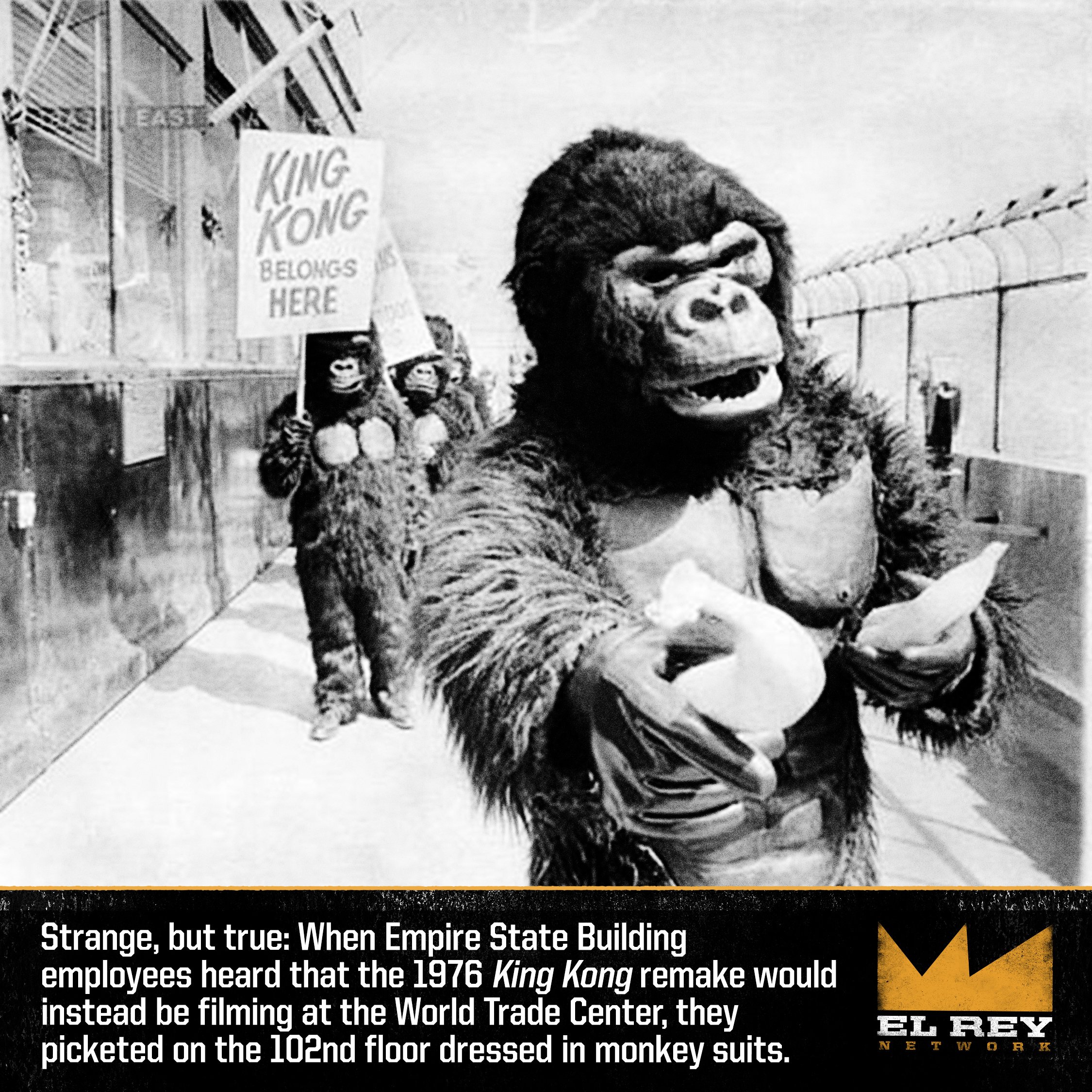 KingKong-promo3.jpg