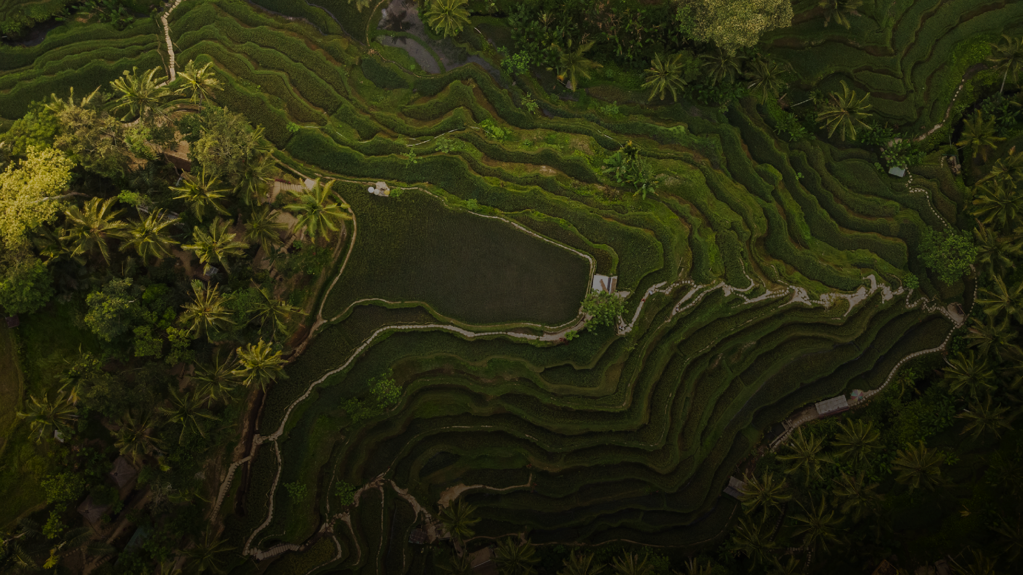 Palm Leylines