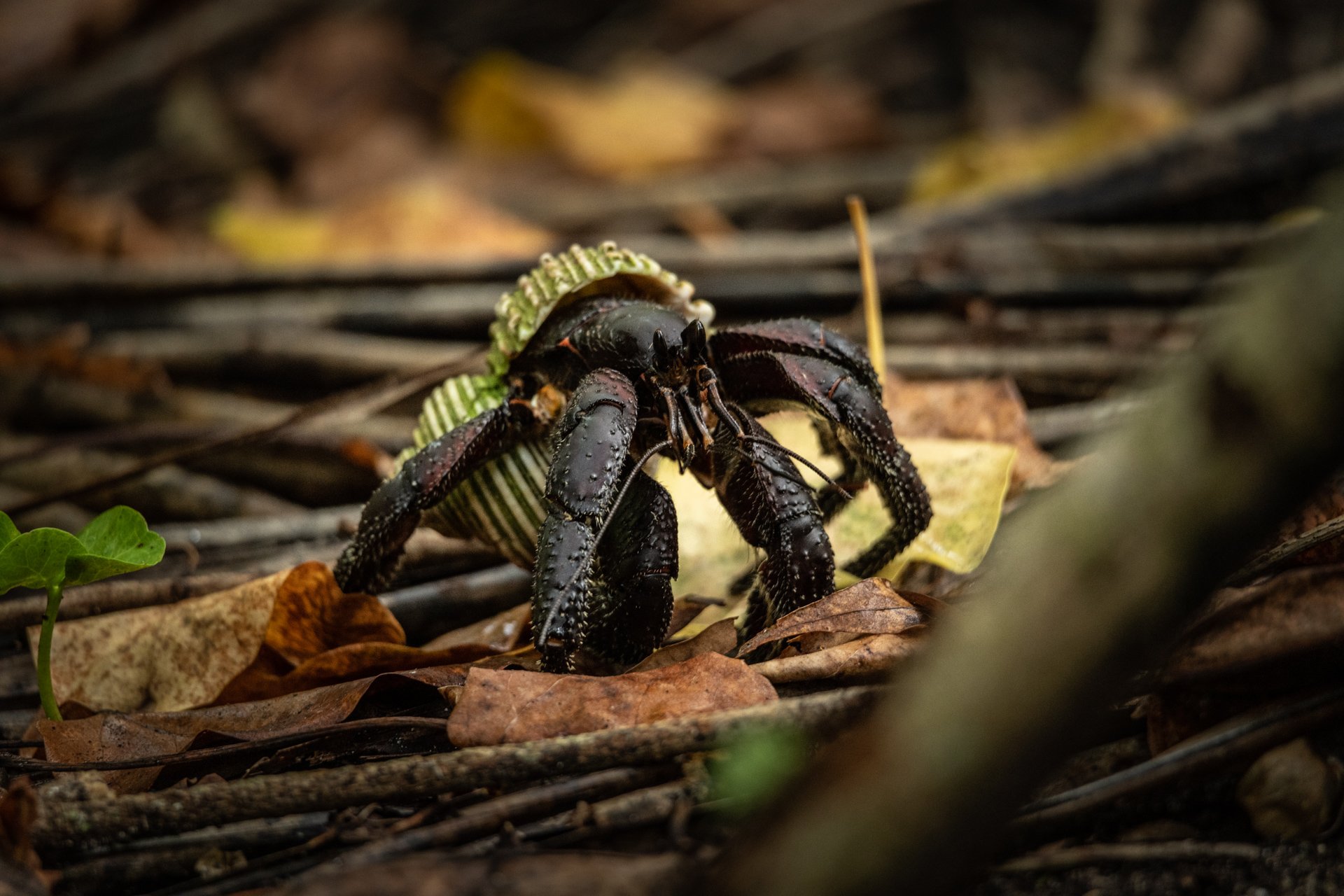 PHOTO CREDIT CHRIS PEGMAN HERMIT CRAB AT HENDERSON.jpeg