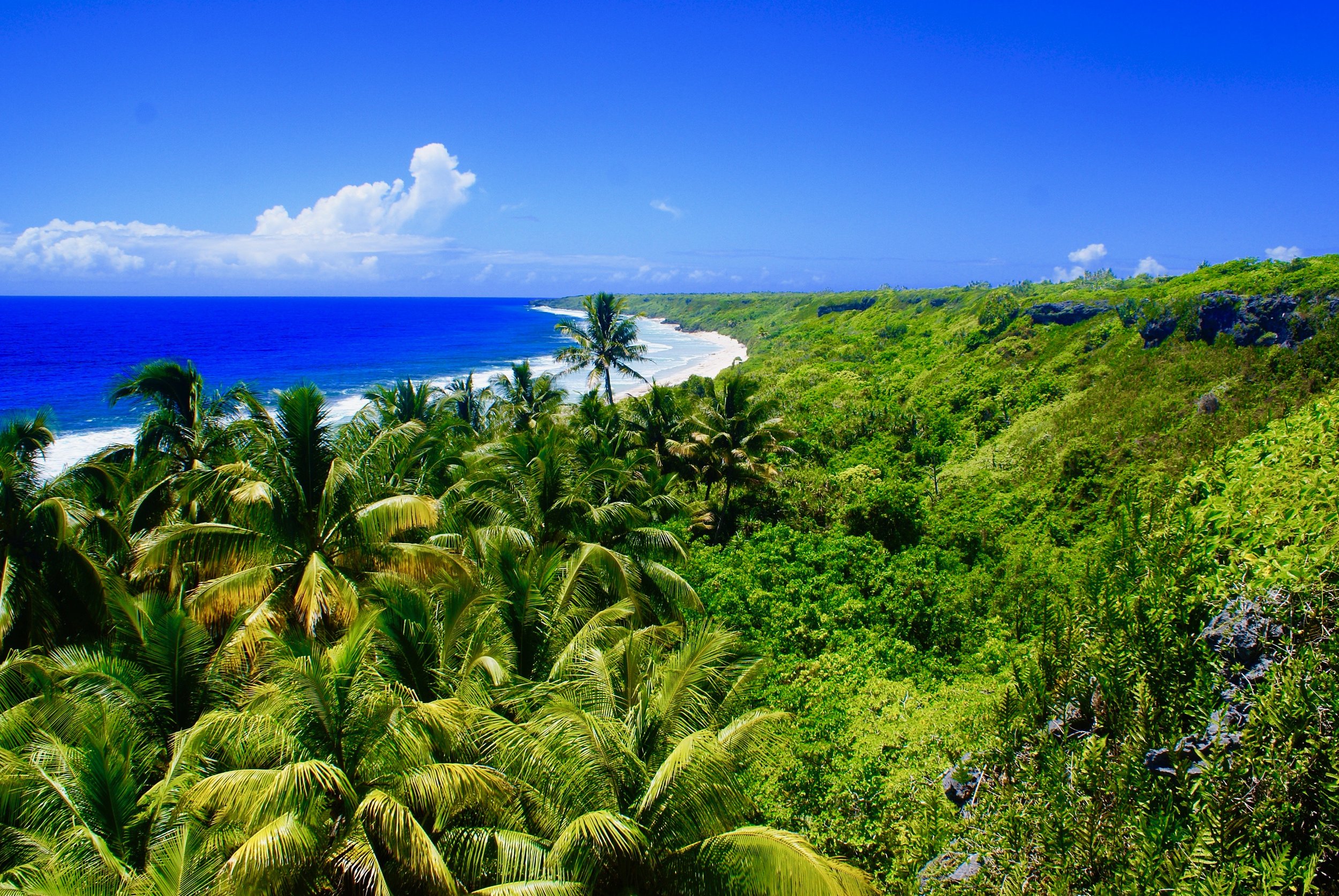 henderson_island_north_beach_palms.jpeg