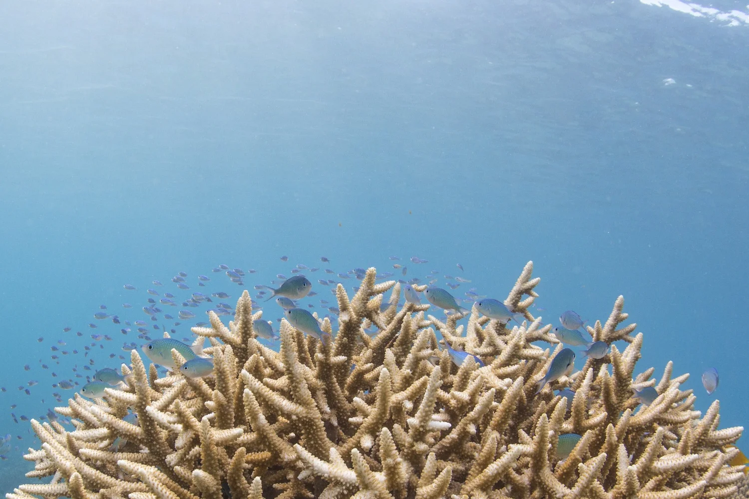 Coral and fish in the Pitcairn Islands Marine Reserve