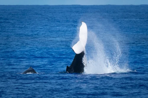 Humpback whale near Oeno