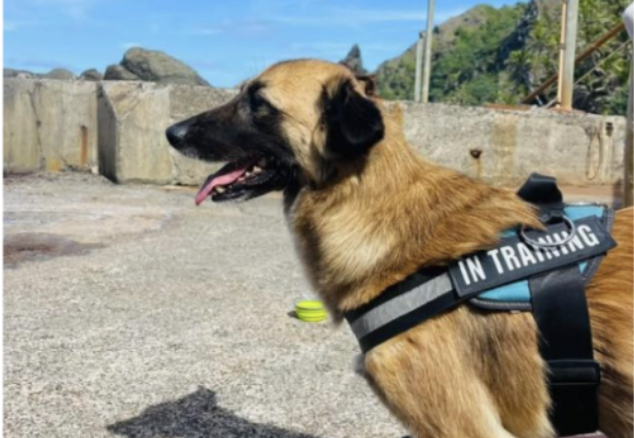 Welcome to Pitcairn, Aster the Diplo-Dog