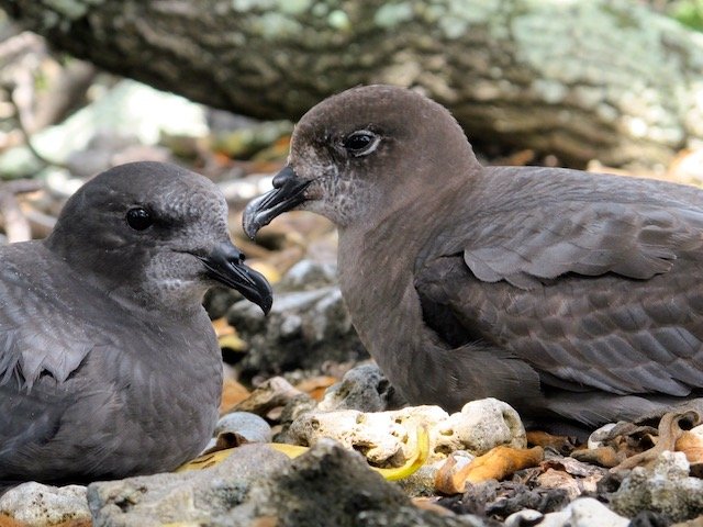 Pitcairn island wildlife