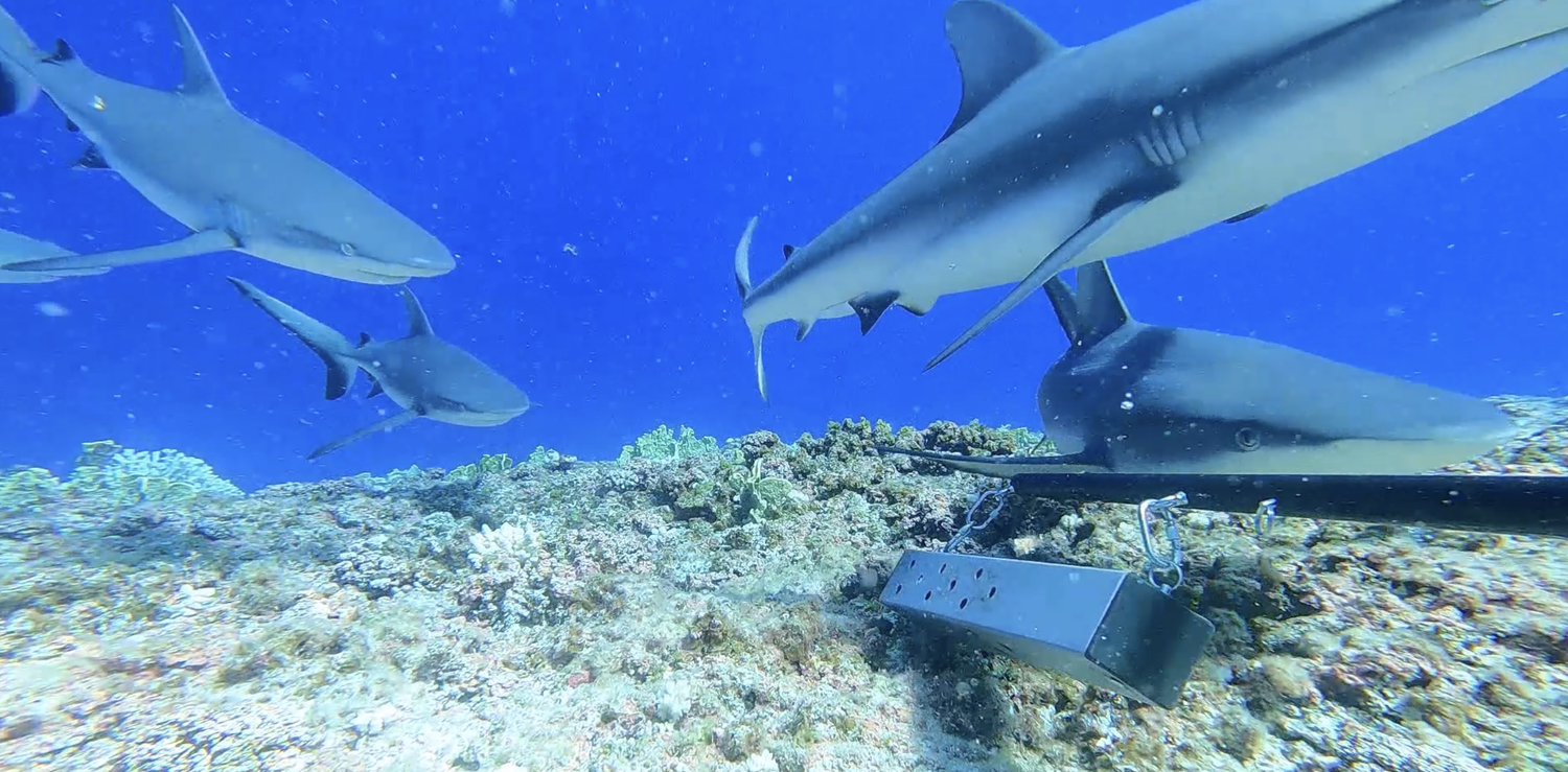 Pitcairn sharks