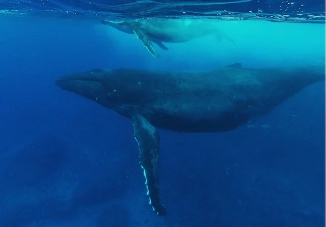 Whales around Pitcairn Island