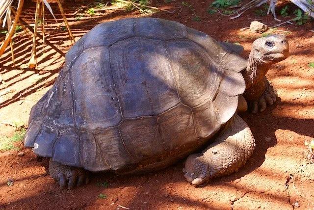 Ms. T, Pitcairn Island's Galapagos tortoise