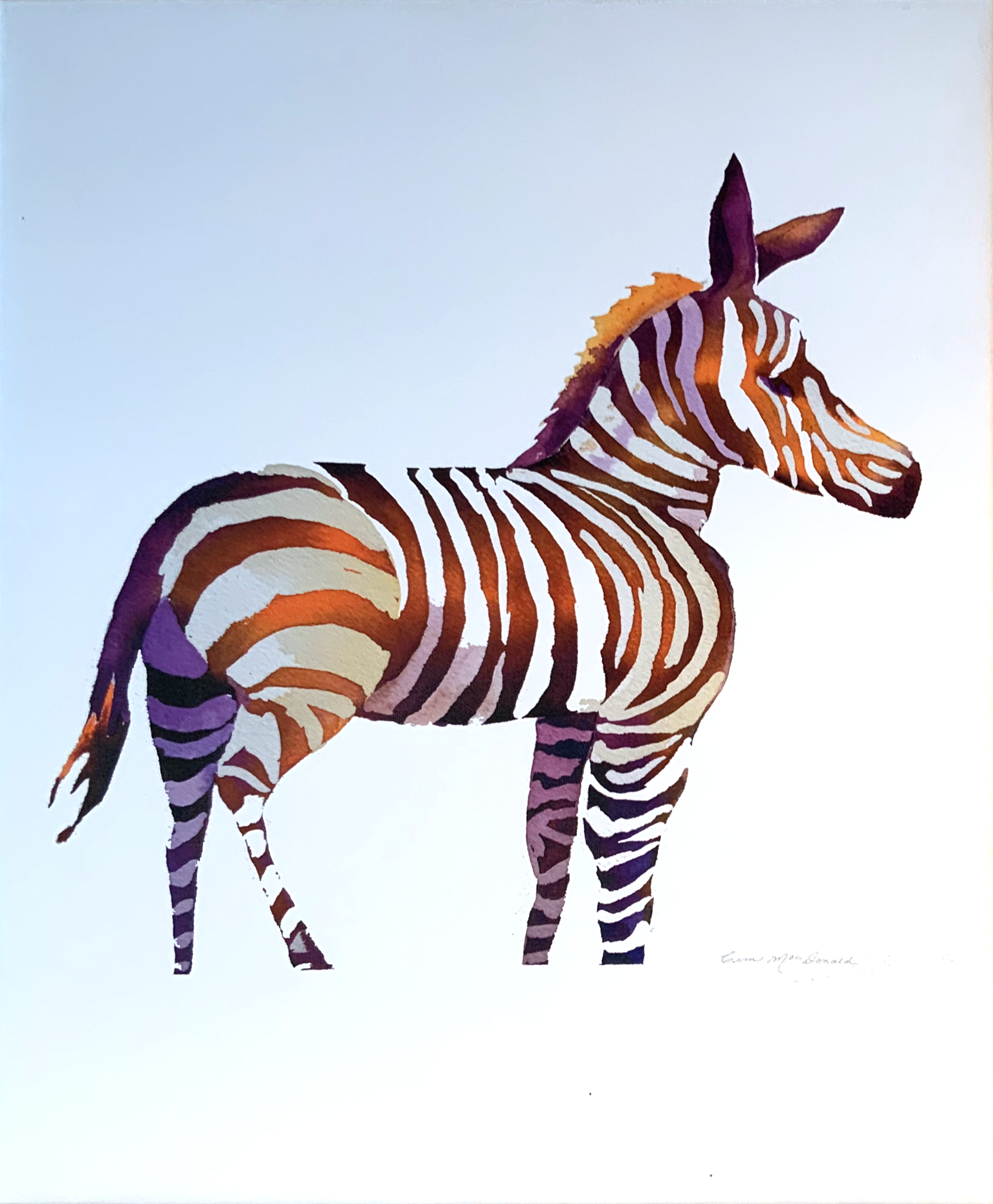 Zebra in the Jungle