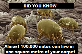 Close-up of dust mites on a carpet with text overlay about their population and size.