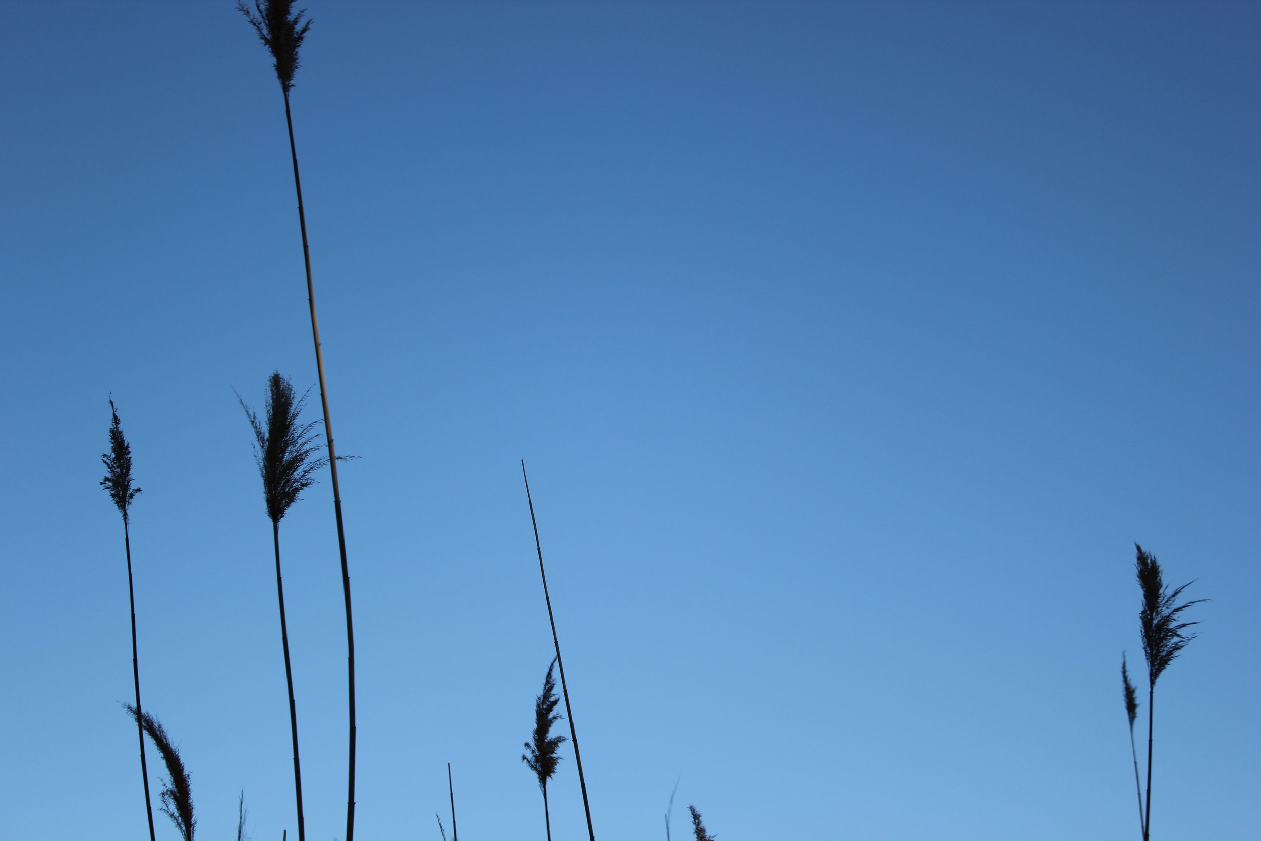 Tall grass or reeds against a clear blue sky.