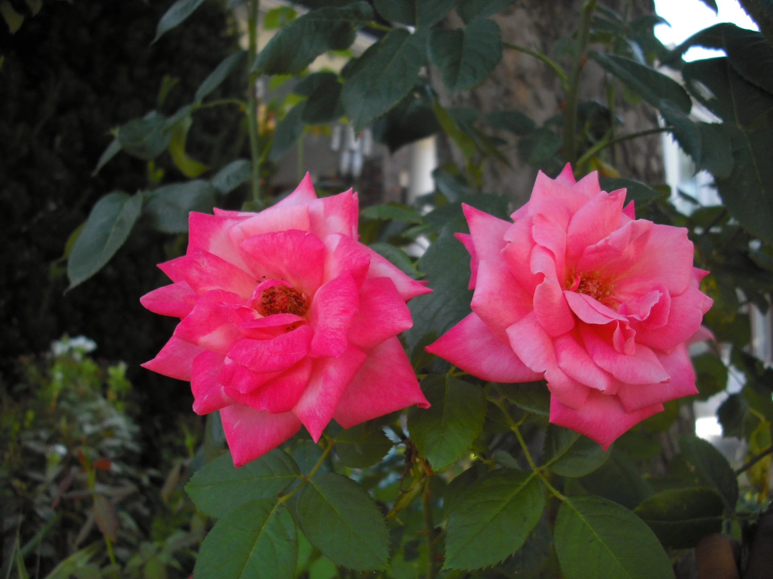 Two pink roses growing on a bush among green leaves.